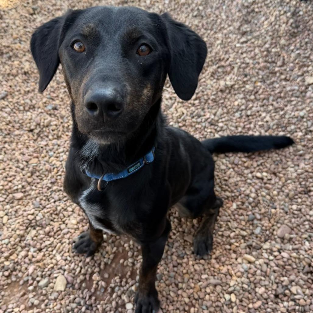 Enlarge Bo, a Adoptable mixed breed in Kingman, KS image 2/6