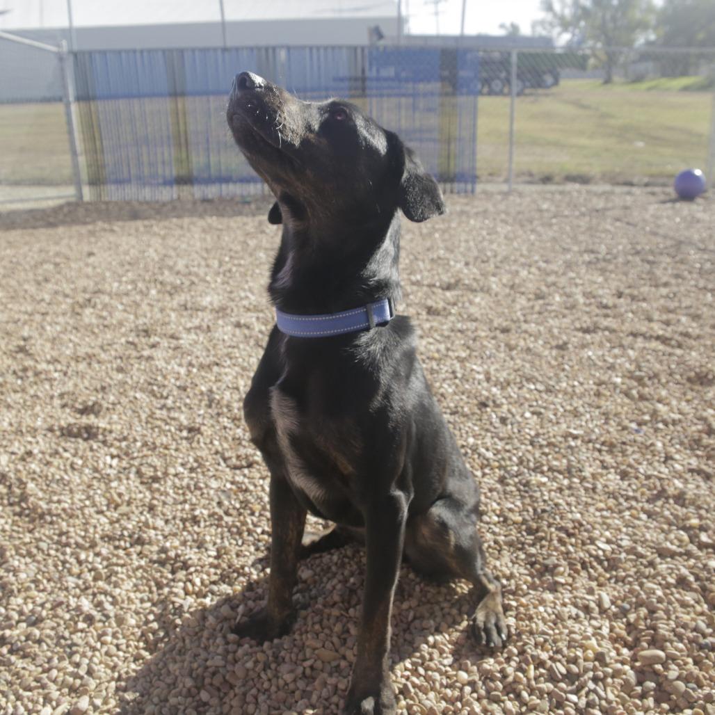 Enlarge Bo, a Adoptable mixed breed in Kingman, KS image 3/6