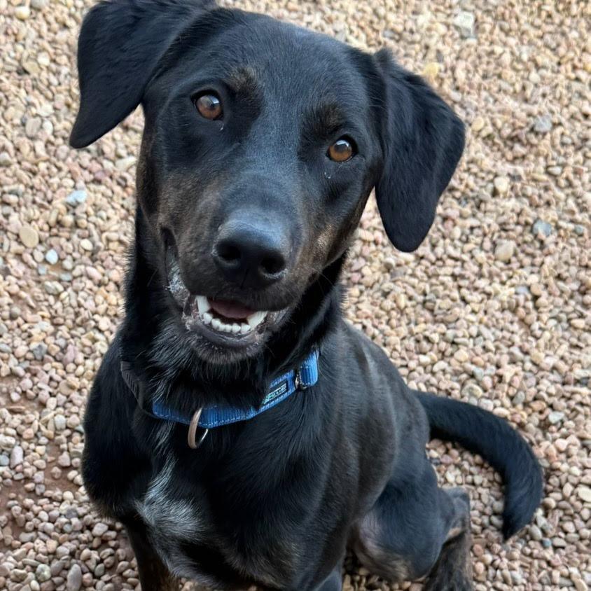 Enlarge Bo, a Adoptable mixed breed in Kingman, KS image 4/6