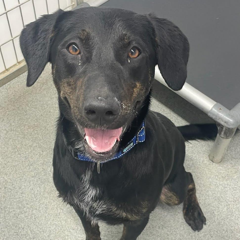 Enlarge Bo, a Adoptable mixed breed in Kingman, KS image 6/6