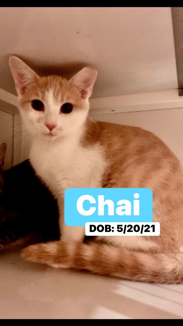 Enlarge Chai, a Adoptable Domestic Short Hair in Memphis, TN image 1/3