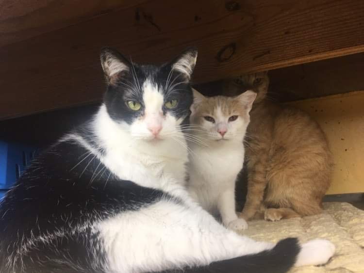 Enlarge Chai, a Adoptable Domestic Short Hair in Memphis, TN image 2/3