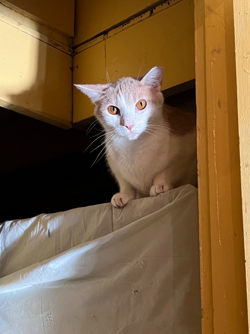 Enlarge Chai, a Adoptable Domestic Short Hair in Memphis, TN image 3/3