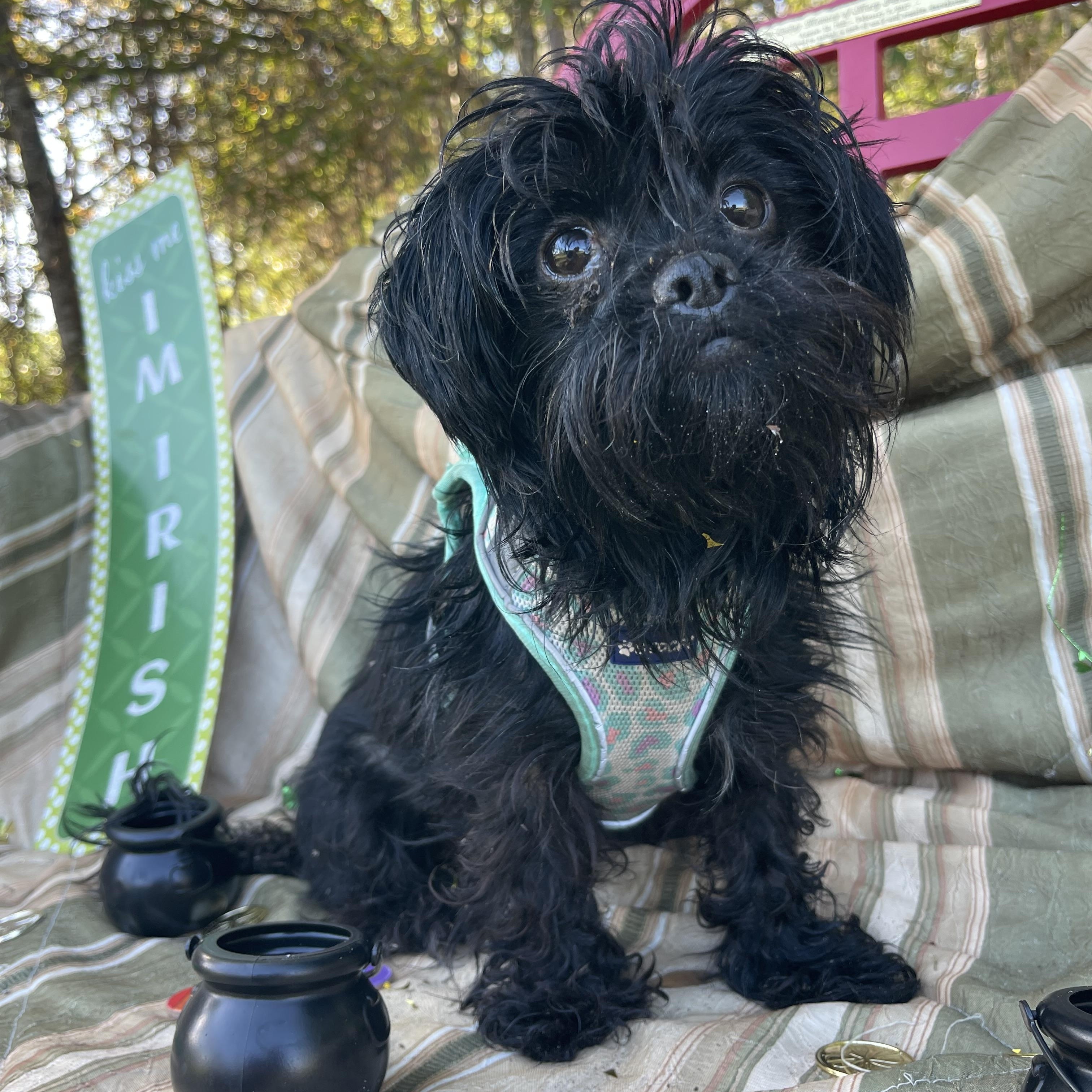 Enlarge Diva, an adopted mixed breed in Sebring, FL image 6/6