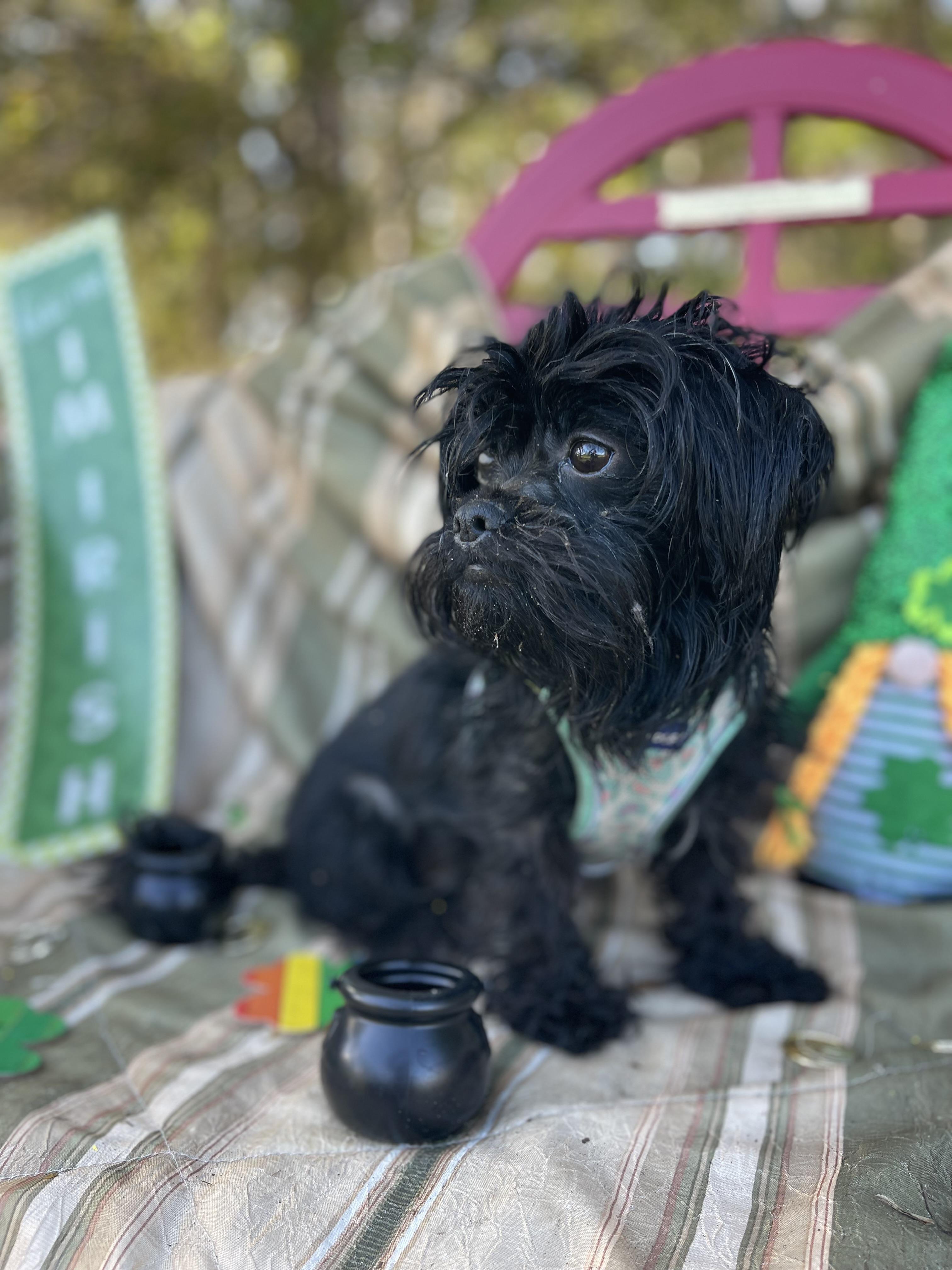 Enlarge Diva, an adopted mixed breed in Sebring, FL image 3/6