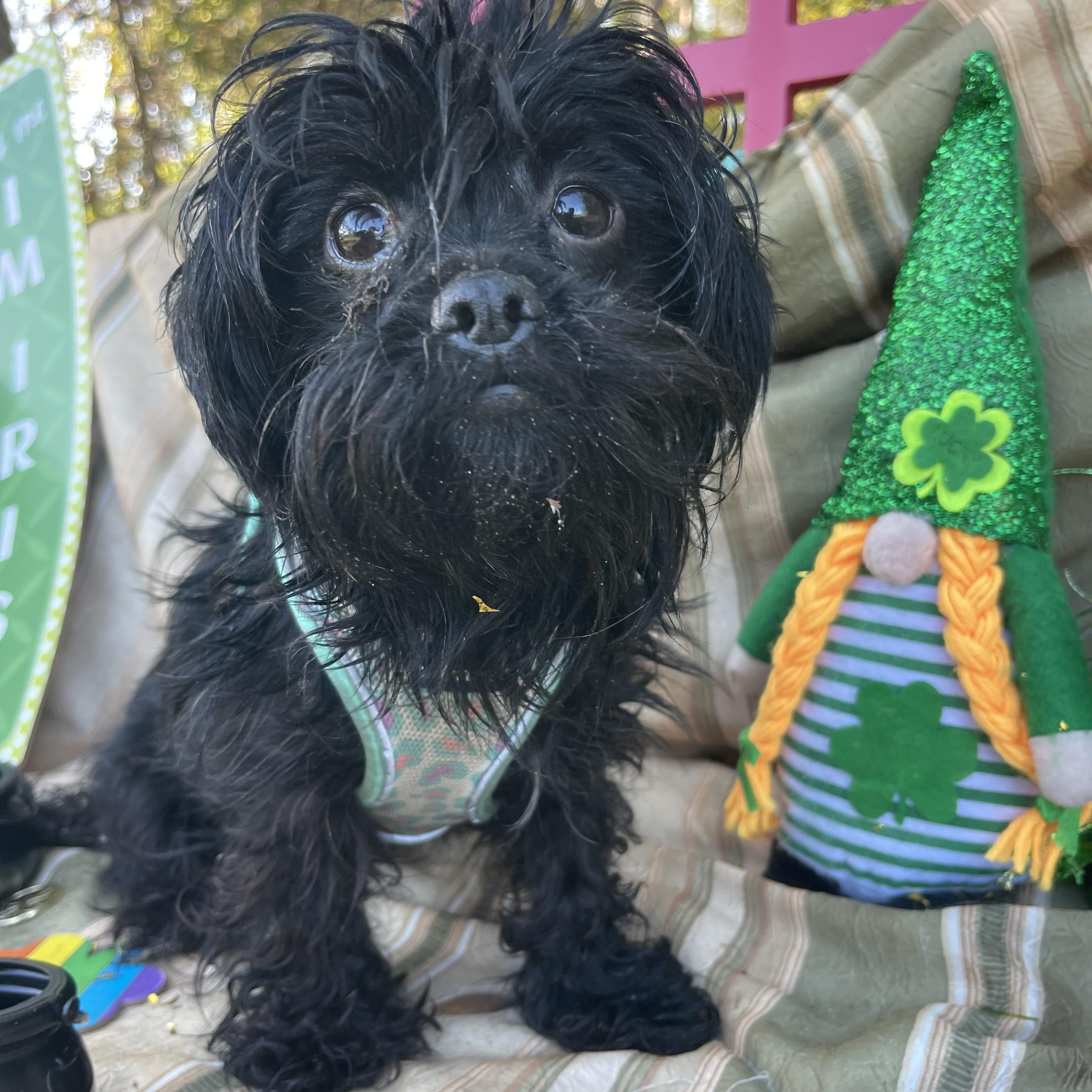 Enlarge Diva, an adopted mixed breed in Sebring, FL image 2/6