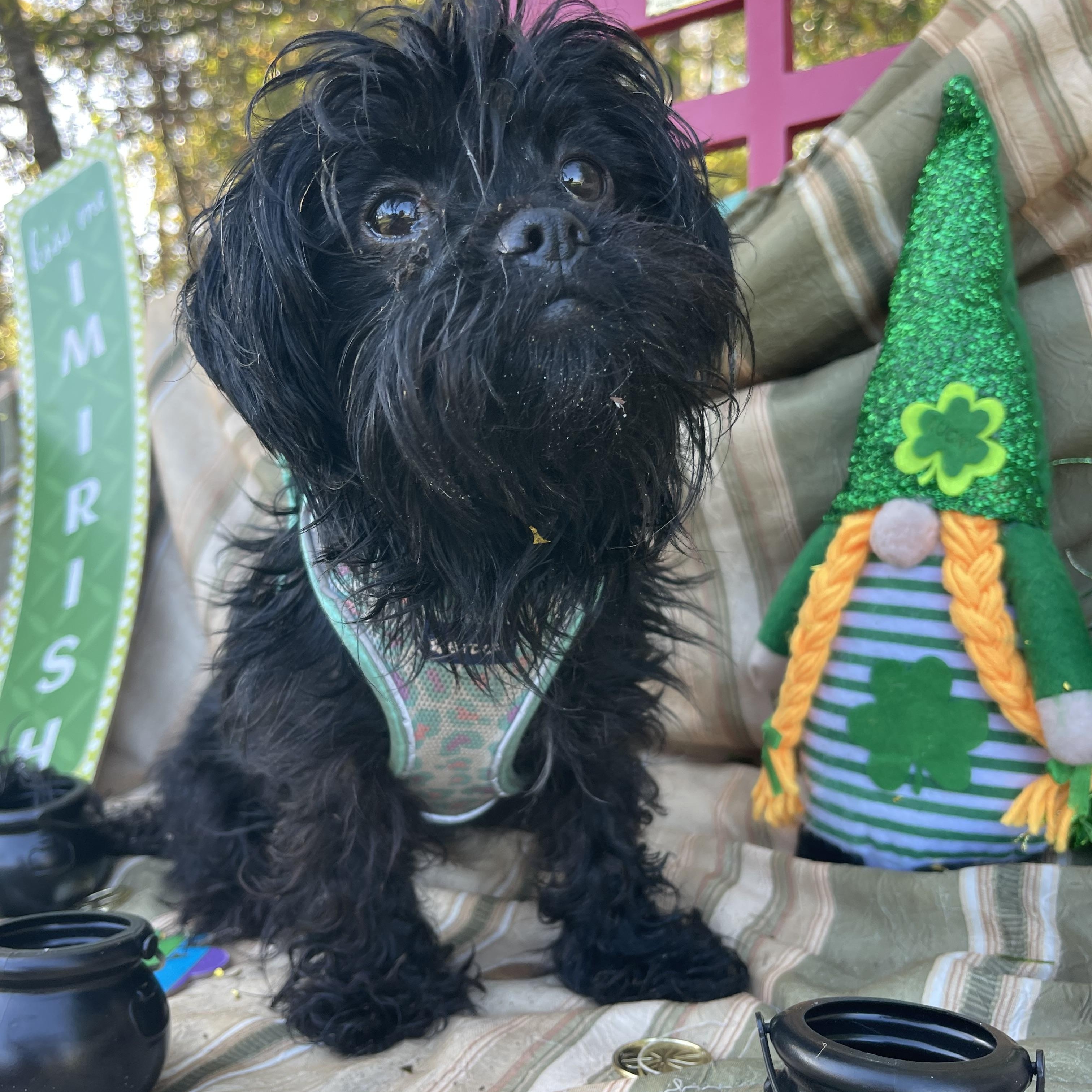 Enlarge Diva, an adopted mixed breed in Sebring, FL image 5/6