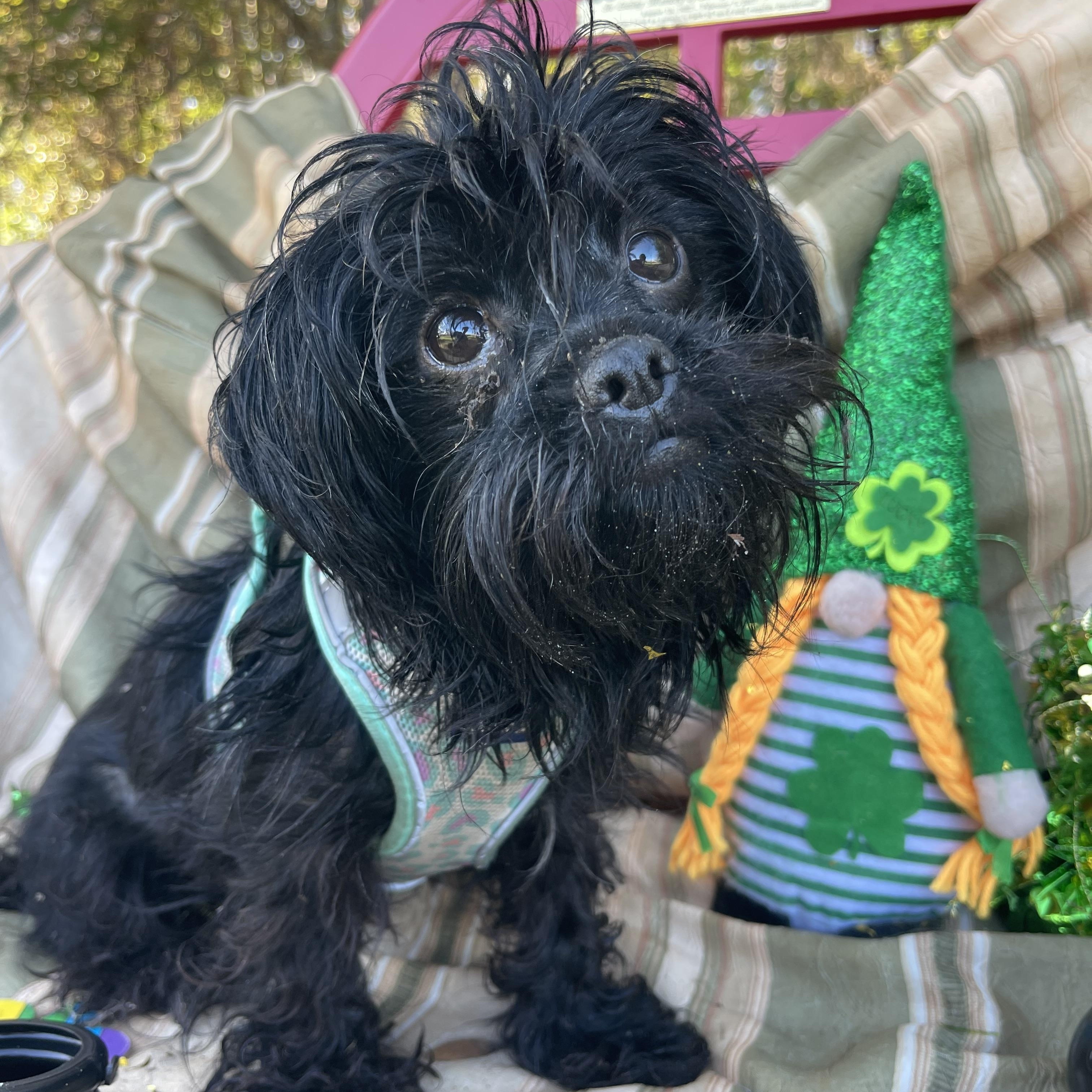 Enlarge Diva, an adopted mixed breed in Sebring, FL image 4/6