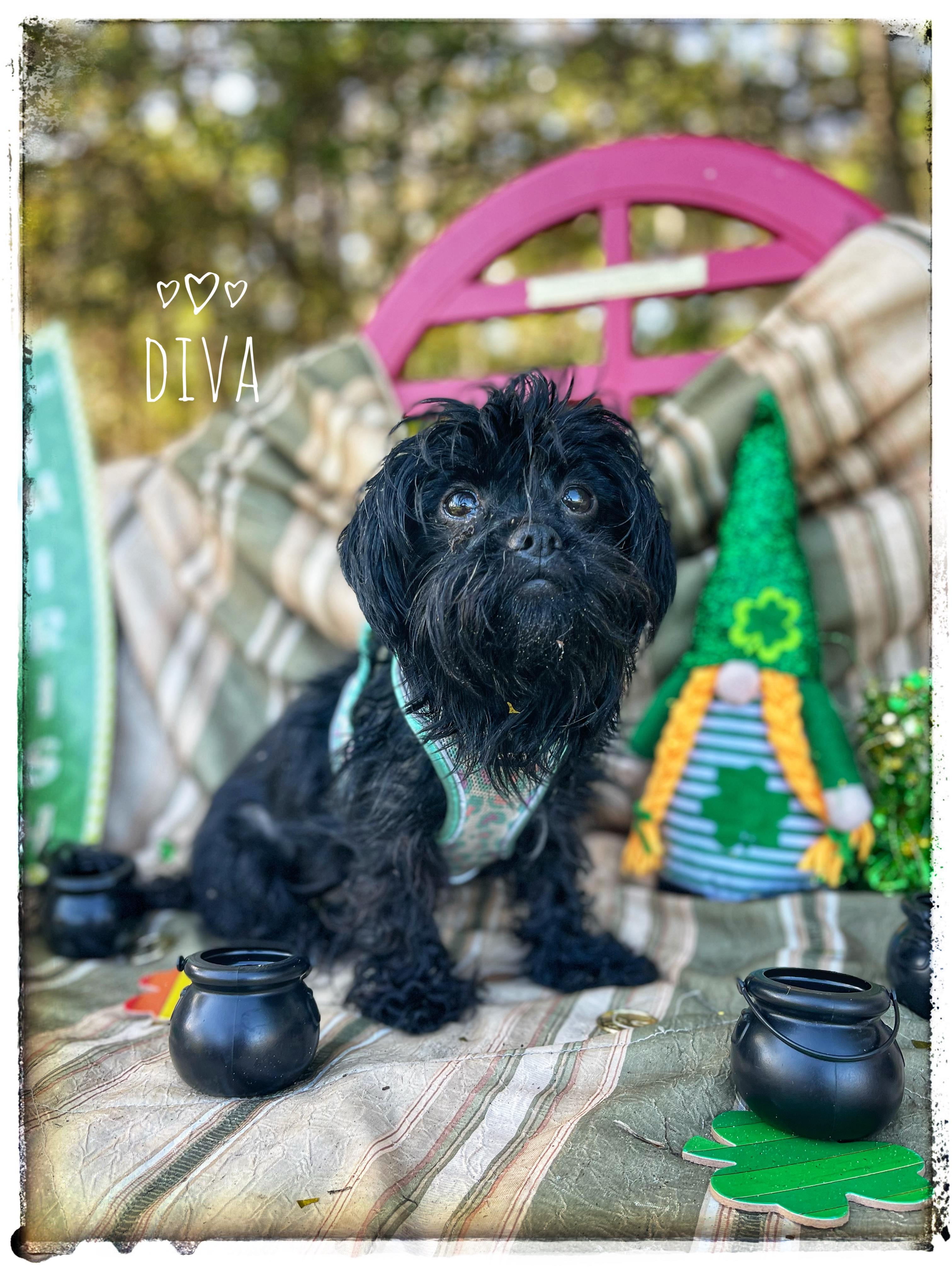 Diva, adopted, Adult Female Affenpinscher & Brussels Griffon.