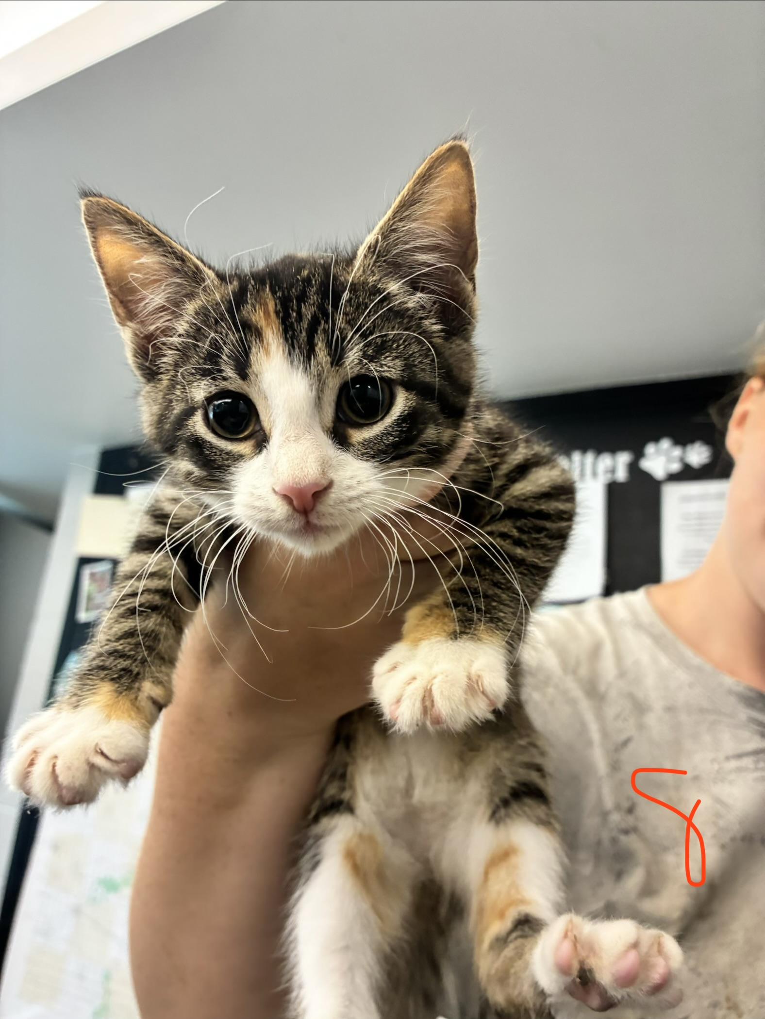 Cocoa, ADOPTABLE, Kitten Female Domestic Short Hair.