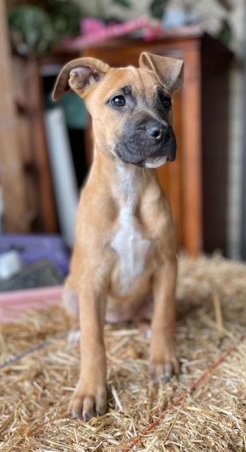 Sally, Adoptable, Young Female Shepherd.