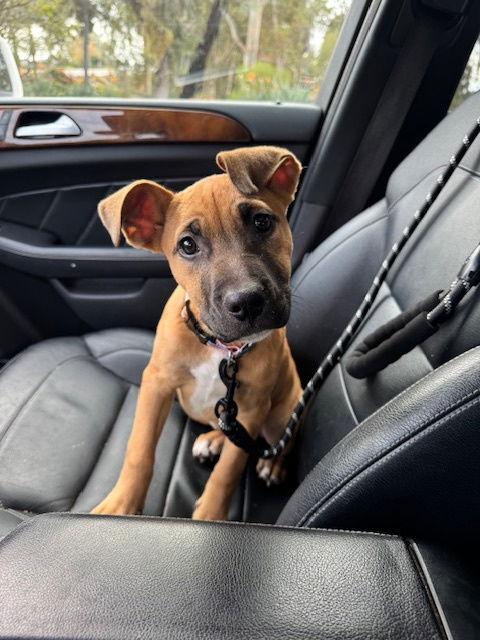 Enlarge Sally, a Adoptable Shepherd in San Juan Capistrano, CA image 2/3