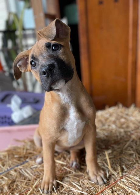 Enlarge Sally, a Adoptable Shepherd in San Juan Capistrano, CA image 3/3