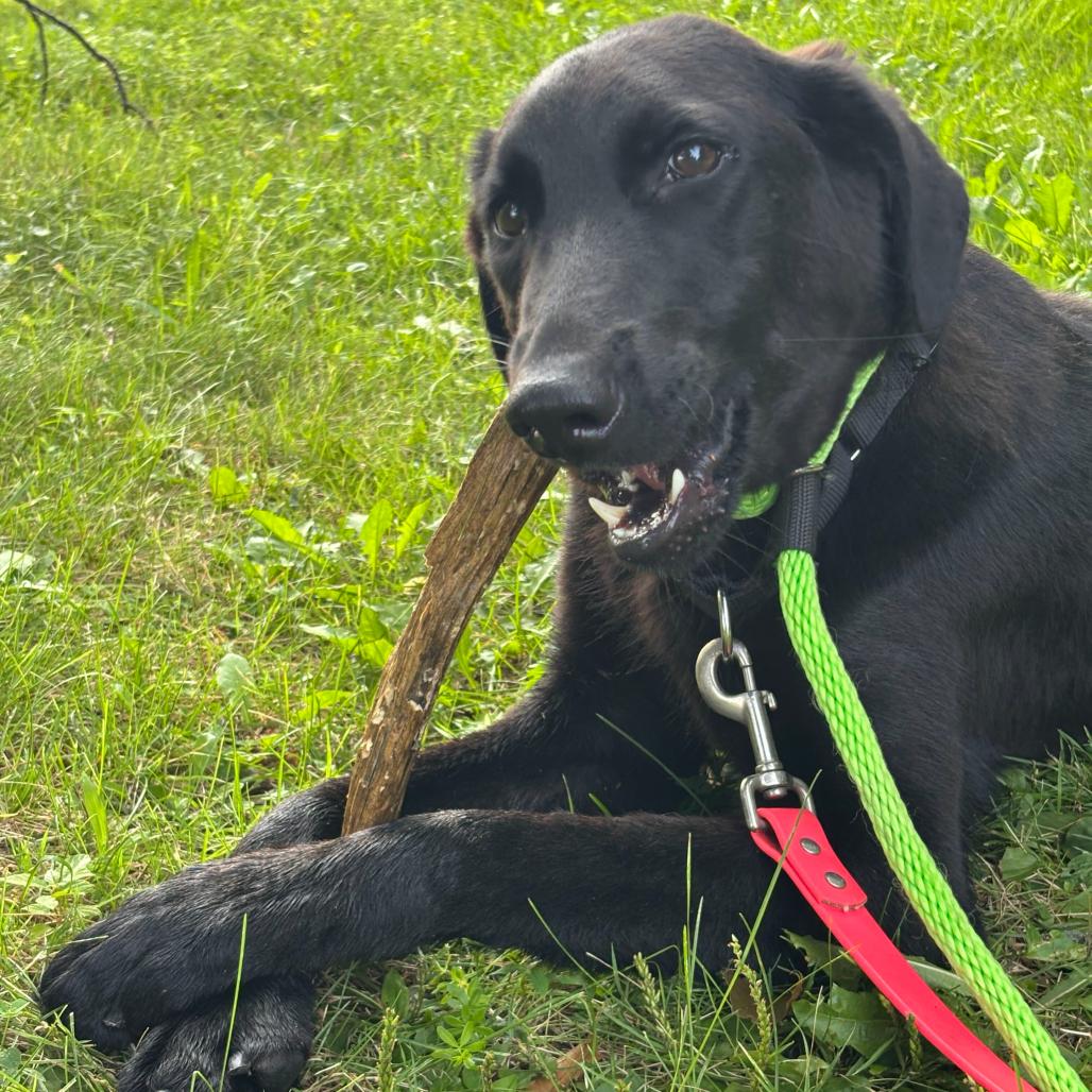 Enlarge Joey, a Adoptable mixed breed in Chester Springs, PA image 5/5