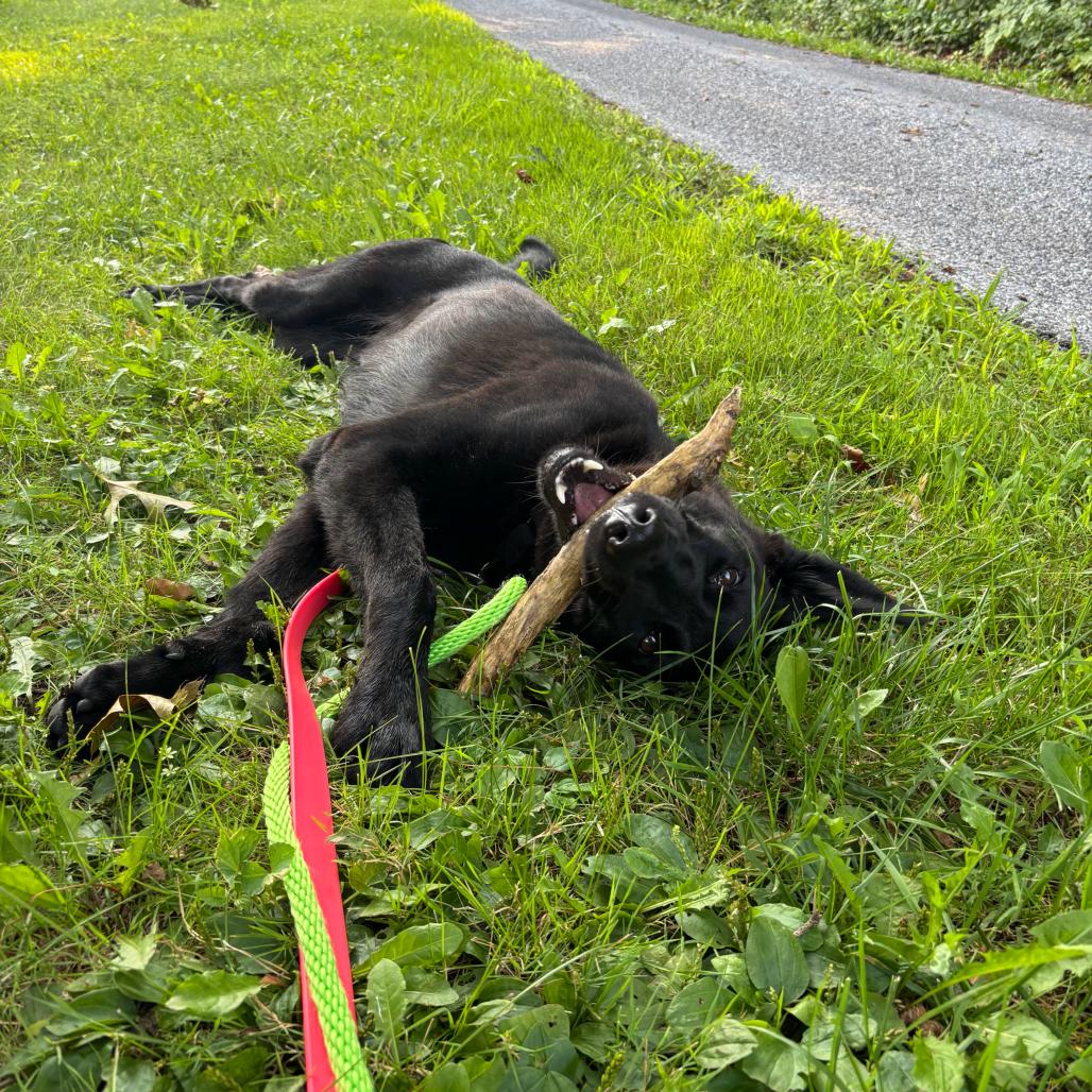 Enlarge Joey, a Adoptable mixed breed in Chester Springs, PA image 4/5