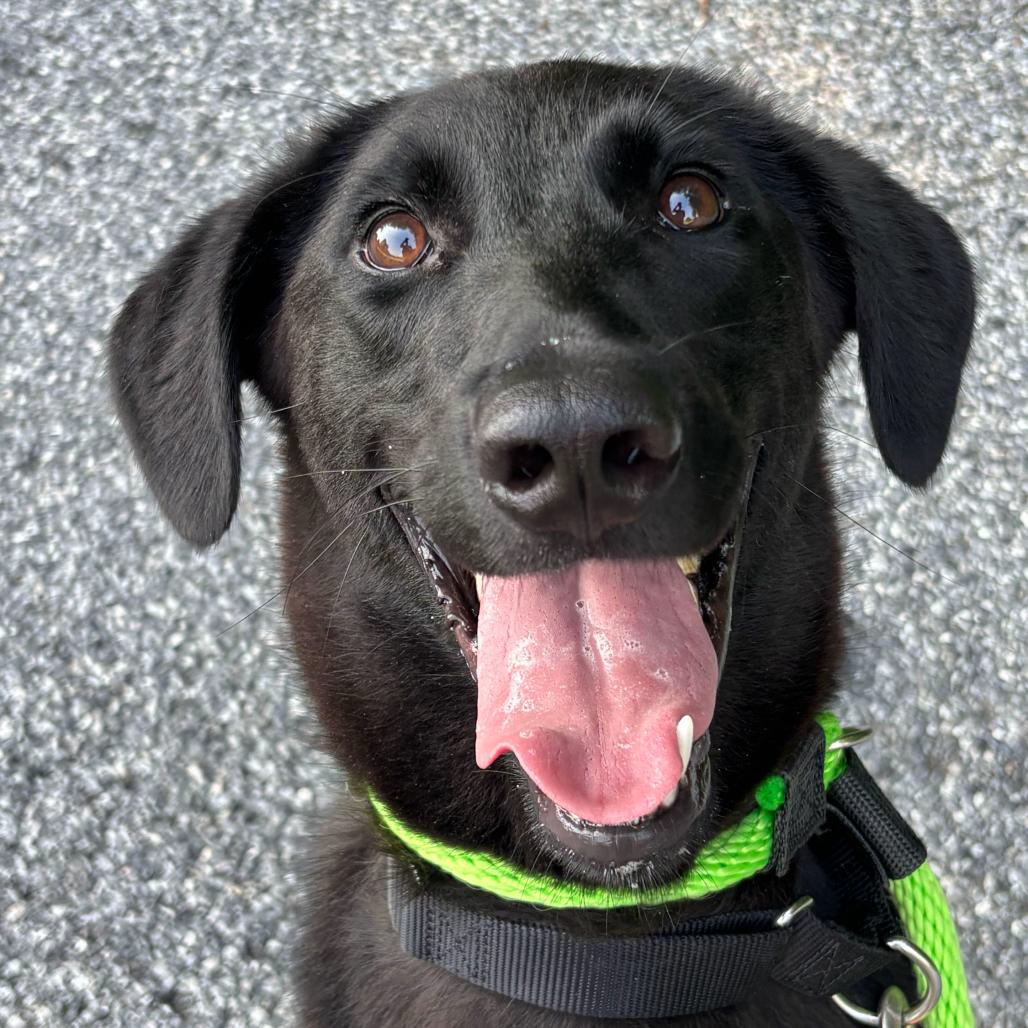 Enlarge Joey, a Adoptable mixed breed in Chester Springs, PA image 1/5