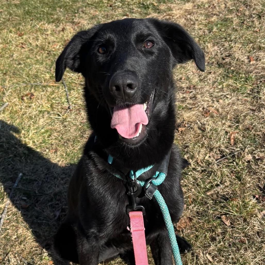 Enlarge Joey, a Adoptable mixed breed in Chester Springs, PA image 2/5