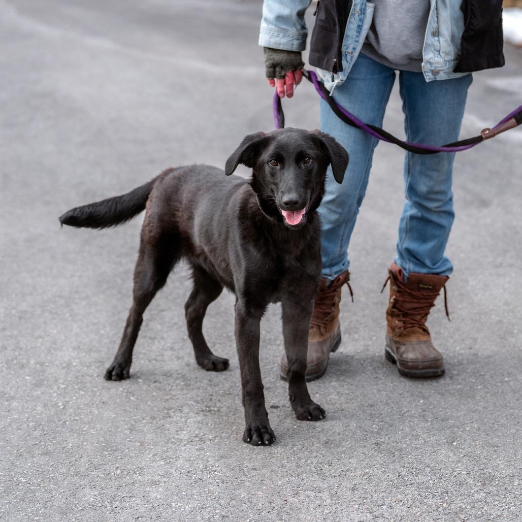 Enlarge Joey, a Adoptable mixed breed in Chester Springs, PA image 3/5