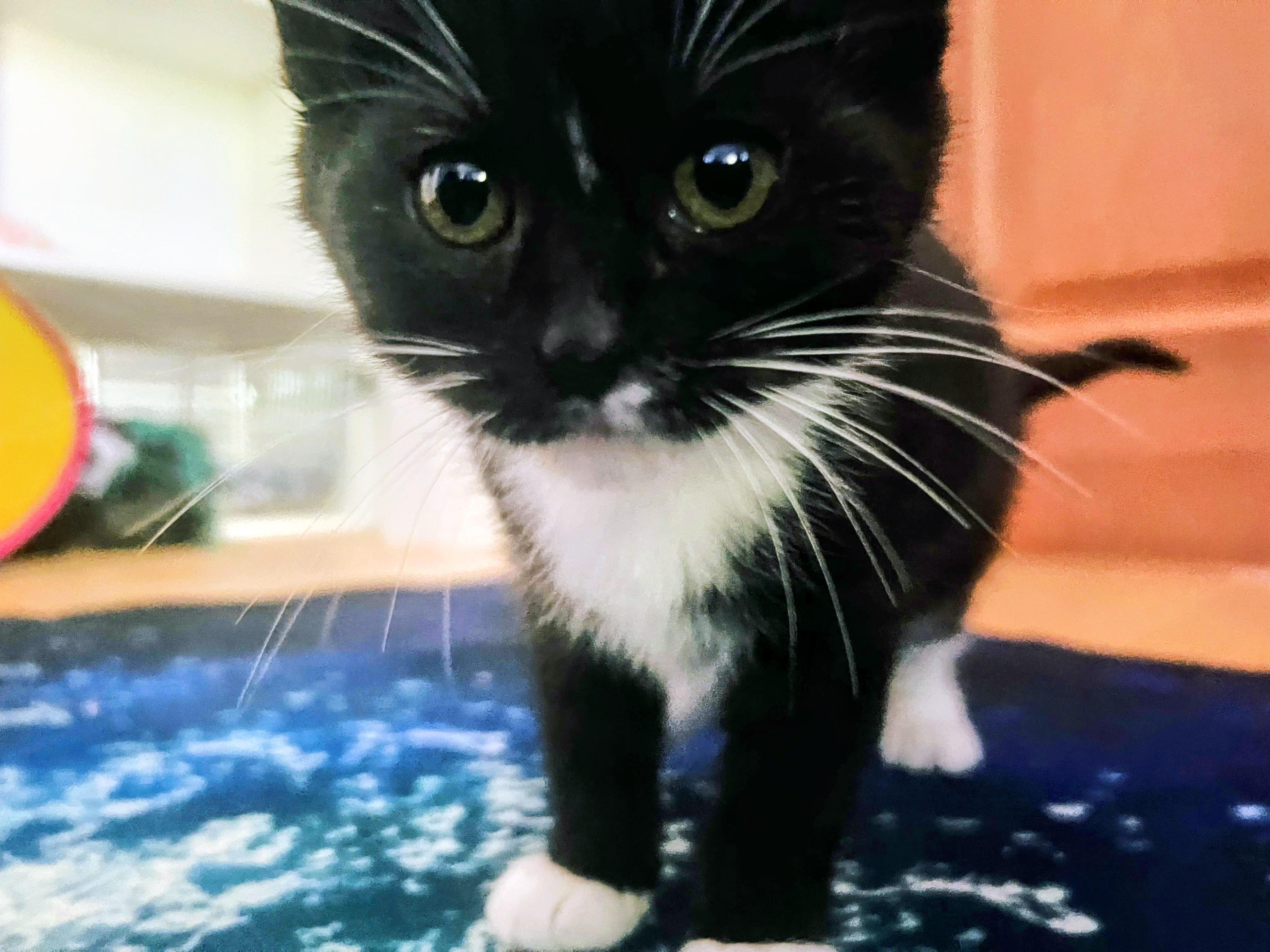 Panda, Adoptable, Young Female Tuxedo & Domestic Short Hair.