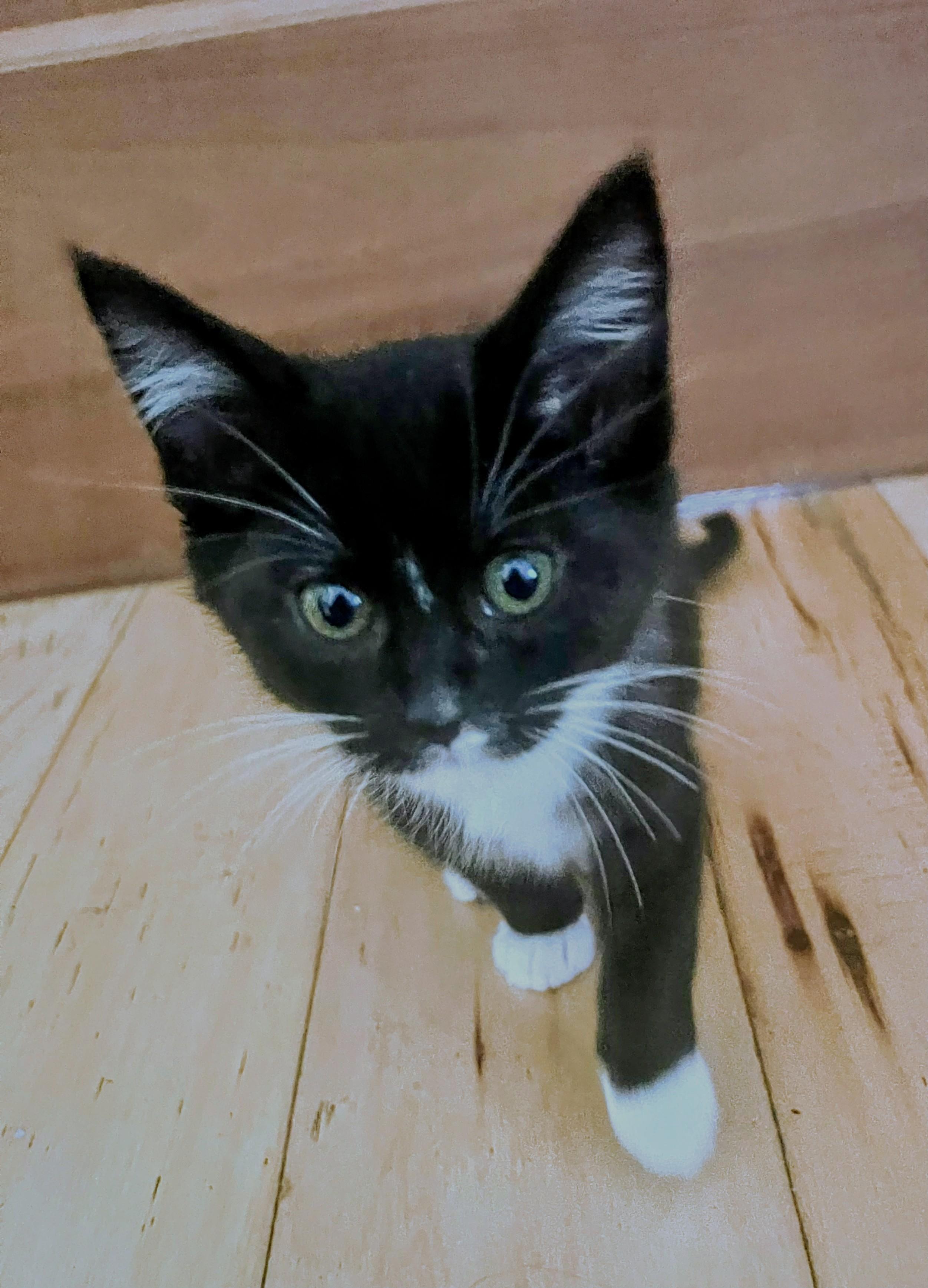 Panda, an adoption pending mixed breed in Santa Cruz, CA image 2/2