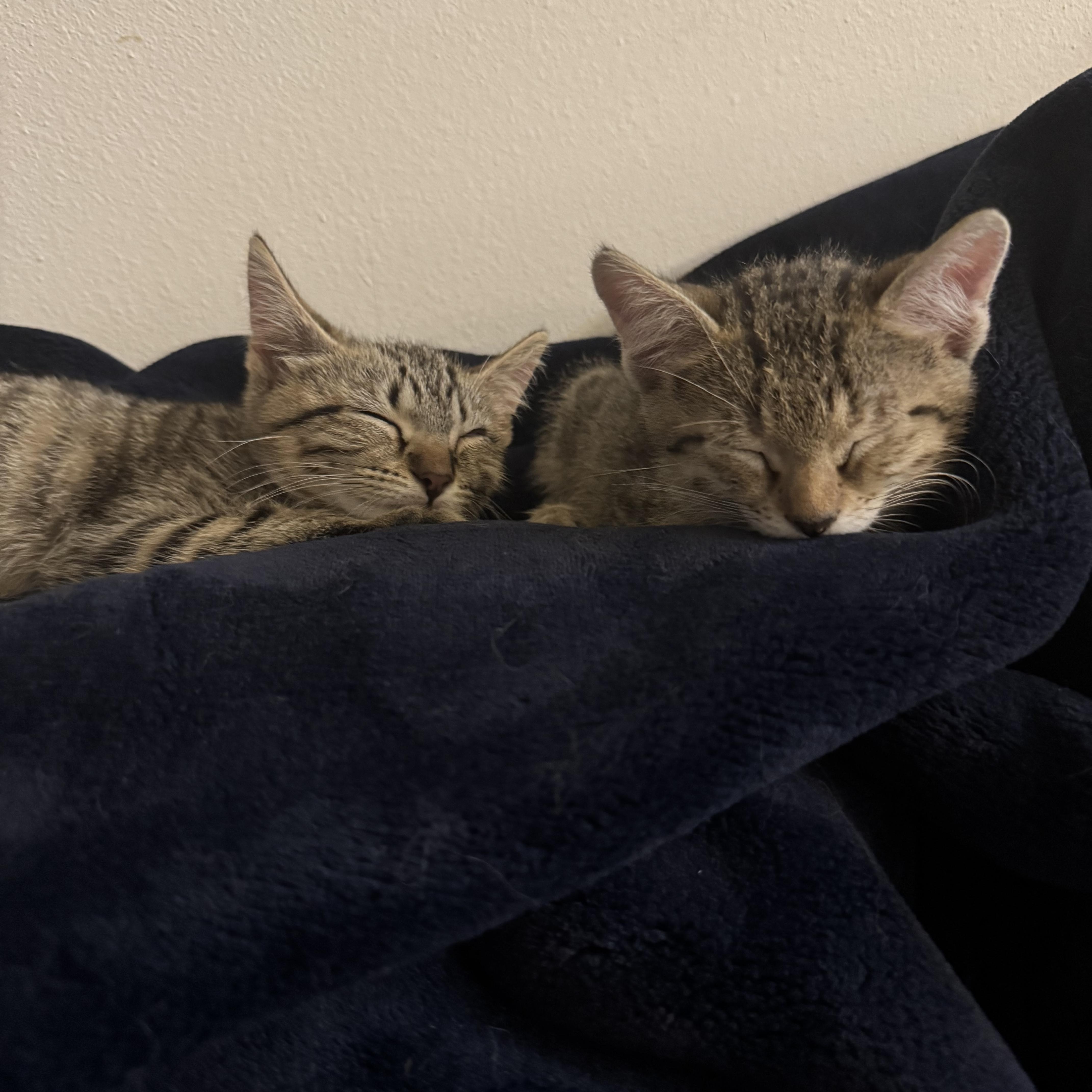 Enlarge Velcro and Turbo, a Adoptable Domestic Short Hair in New Orleans, LA image 5/6