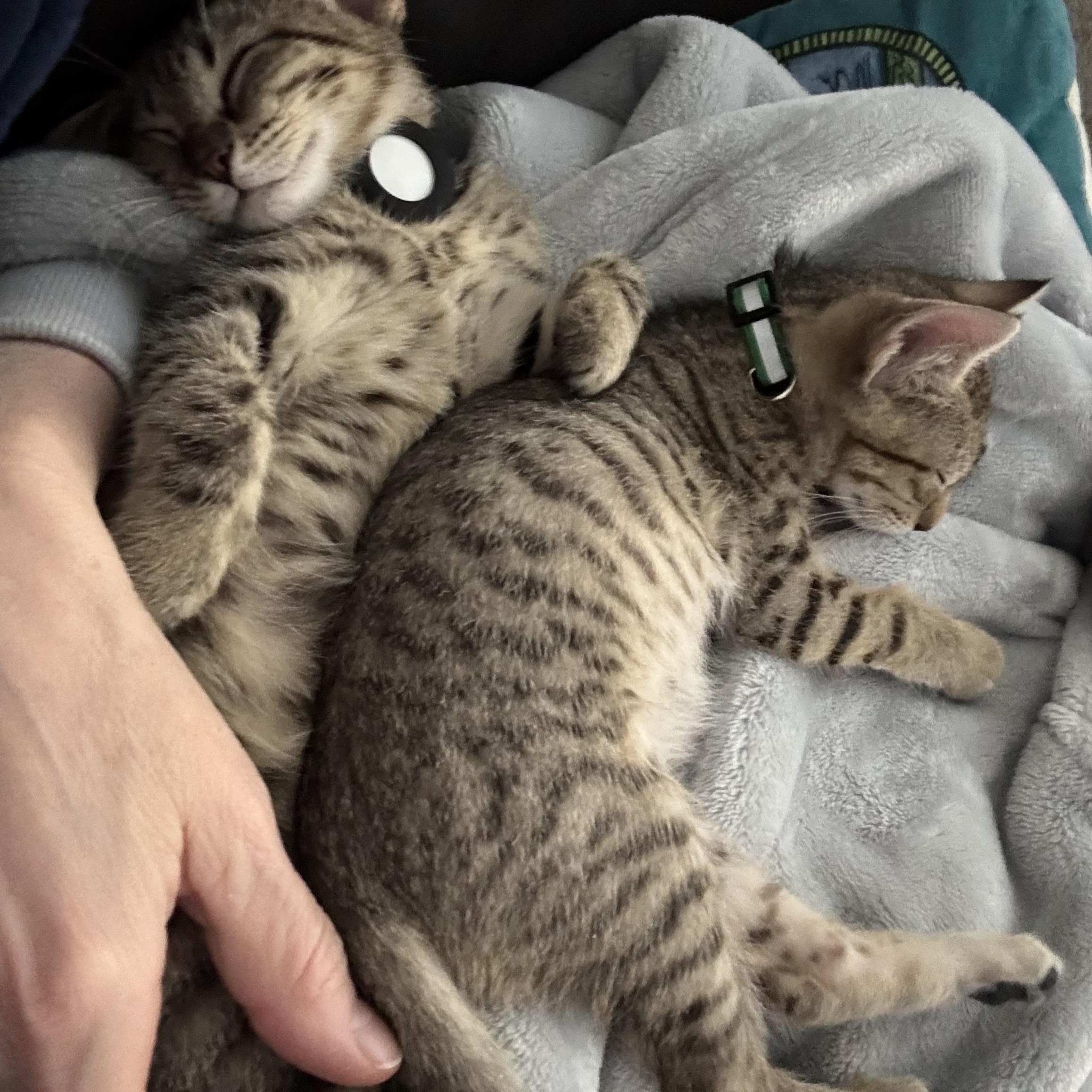 Enlarge Velcro and Turbo, a Adoptable Domestic Short Hair in New Orleans, LA image 2/6