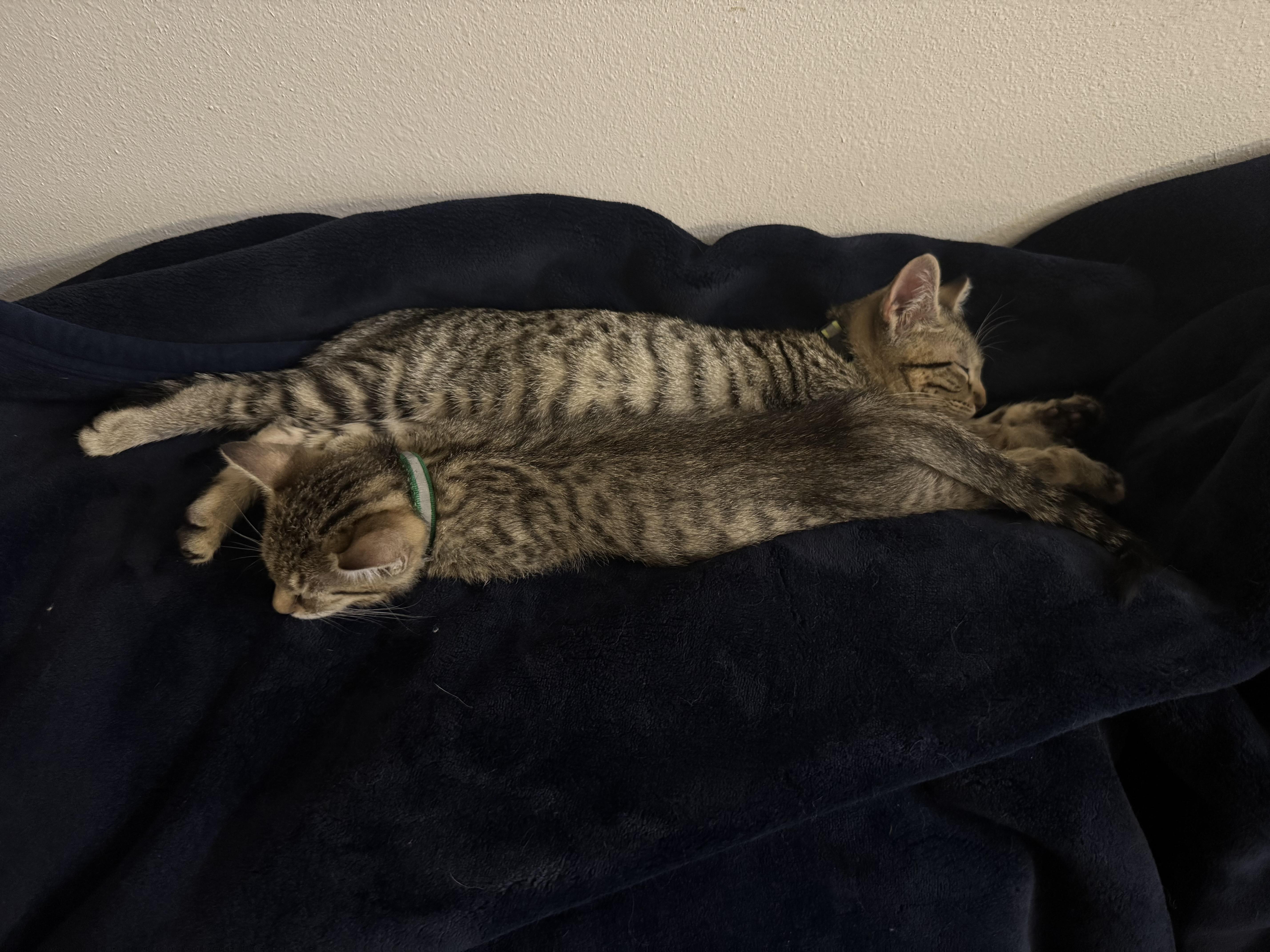 Enlarge Velcro and Turbo, a Adoptable Domestic Short Hair in New Orleans, LA image 3/6