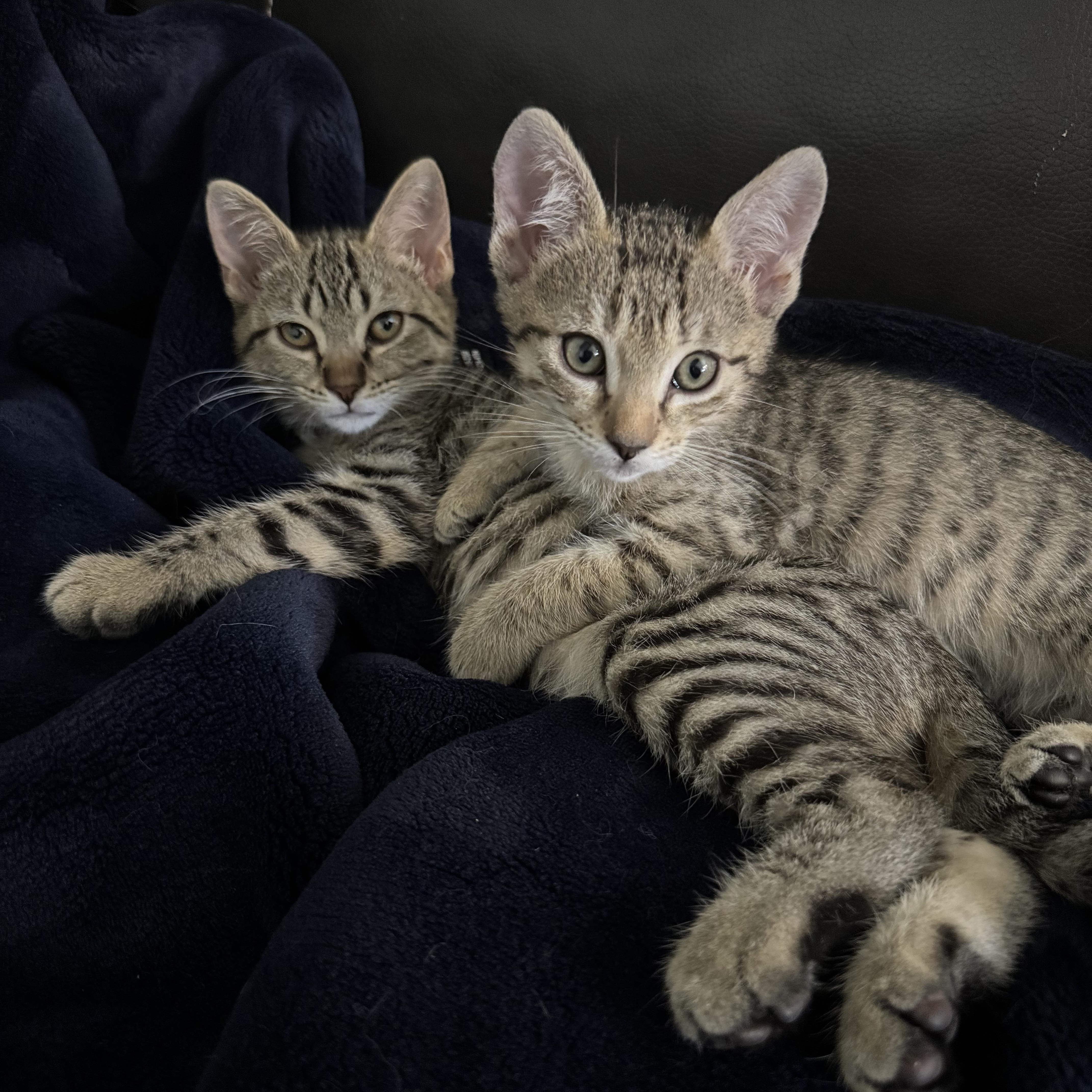 Velcro and Turbo, Adoptable, Kitten Male Domestic Short Hair.
