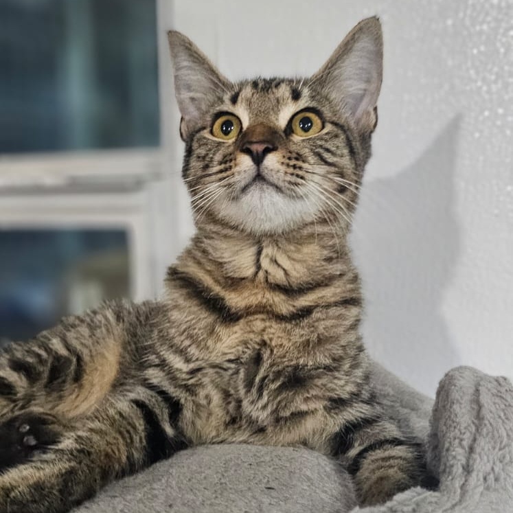 Cat for adoption Dustin, a Domestic Short Hair & Tiger Mix in