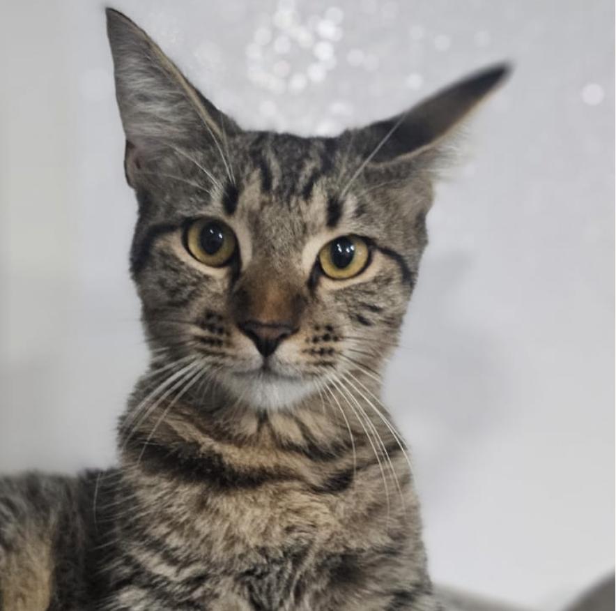 Cat for adoption Dustin, a Domestic Short Hair & Tiger Mix in
