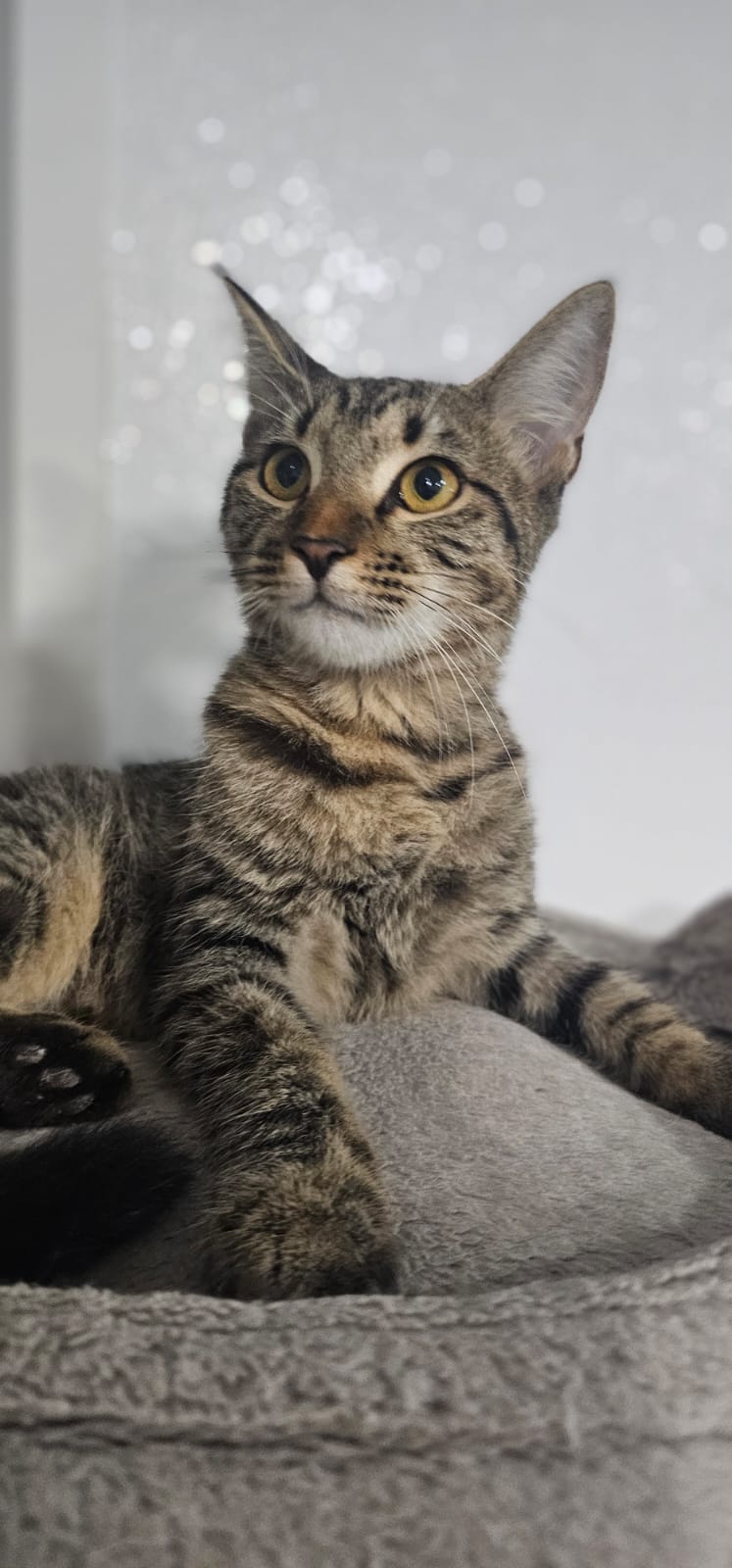Cat for adoption Dustin, a Domestic Short Hair & Tiger Mix in