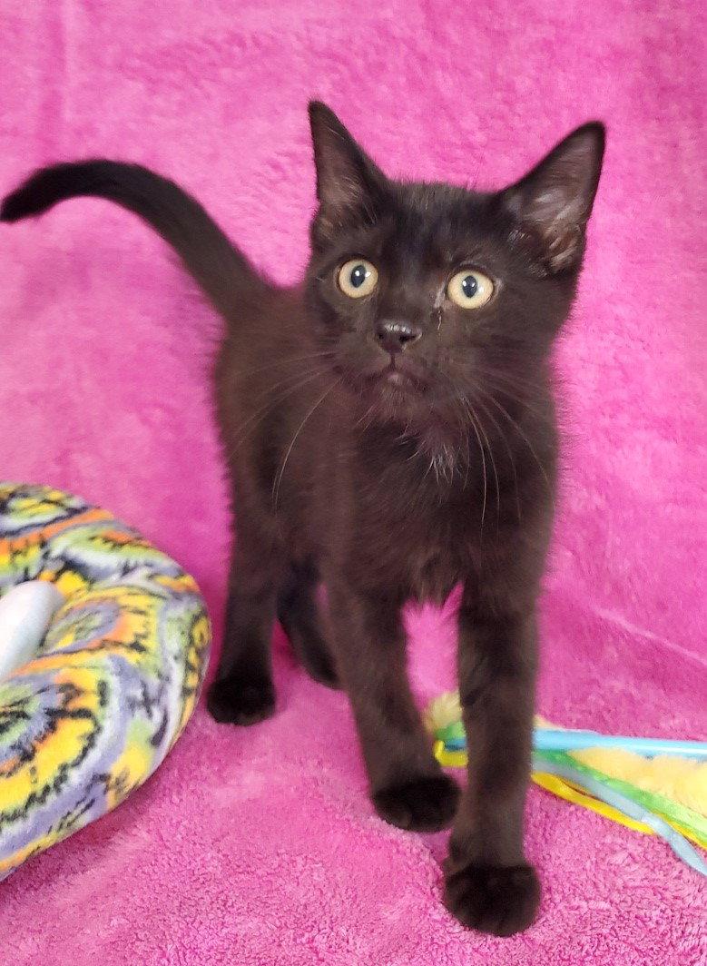 Enlarge Fritz, a Adopted Domestic Short Hair in Greenville, IL image 1/1