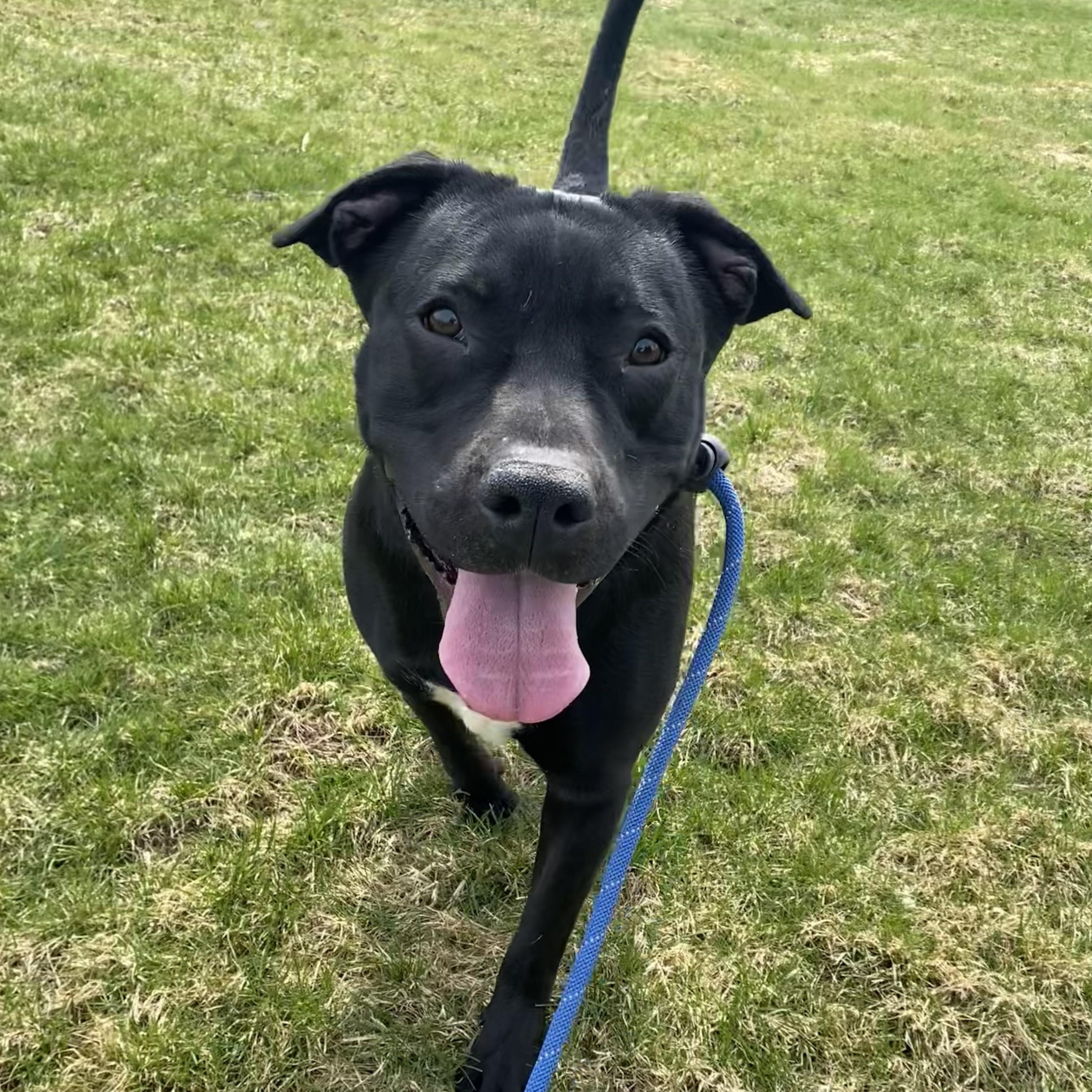 Enlarge Shadow, a Adoptable Pit Bull Terrier in Allegan, MI image 4/6