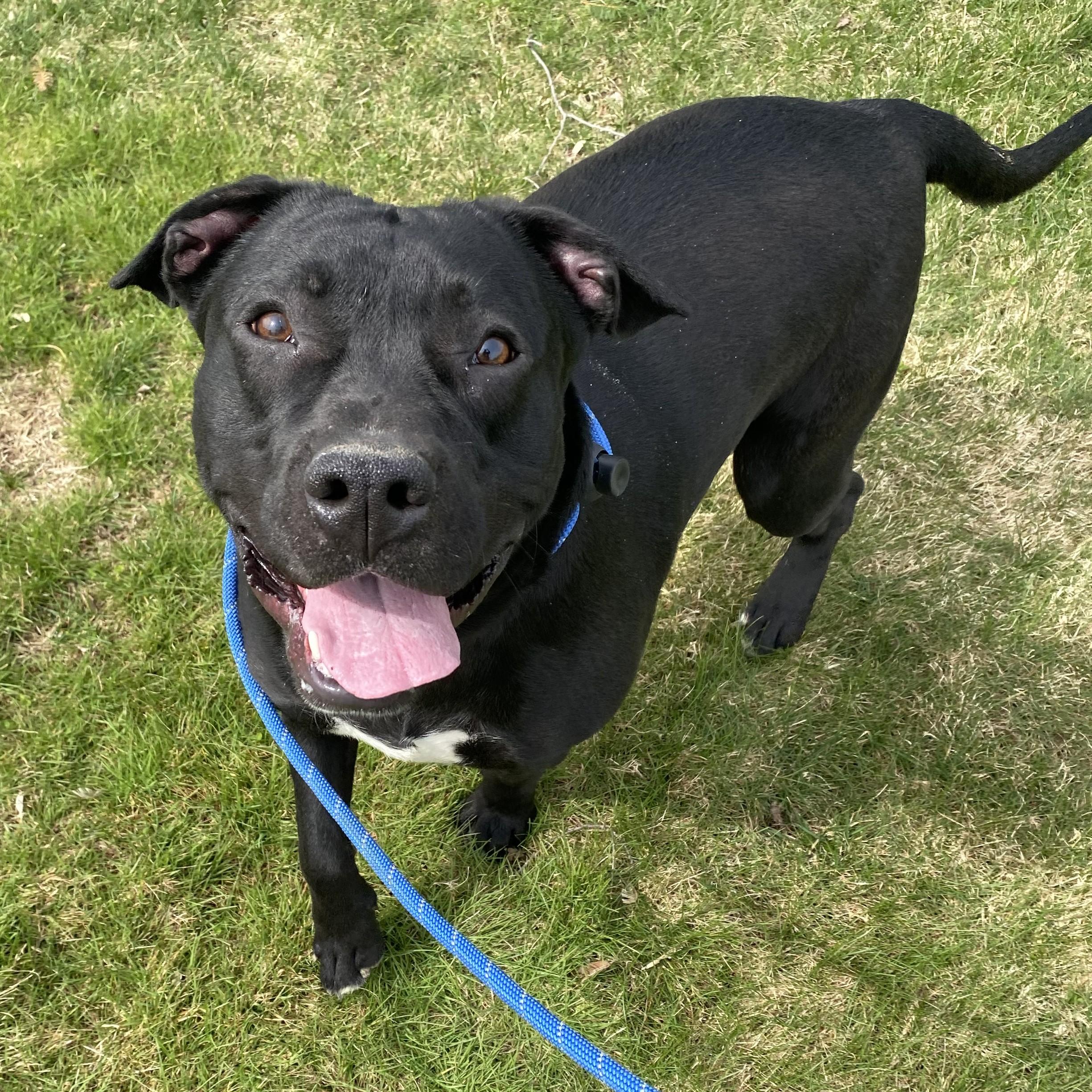 Enlarge Shadow, a Adoptable Pit Bull Terrier in Allegan, MI image 2/6