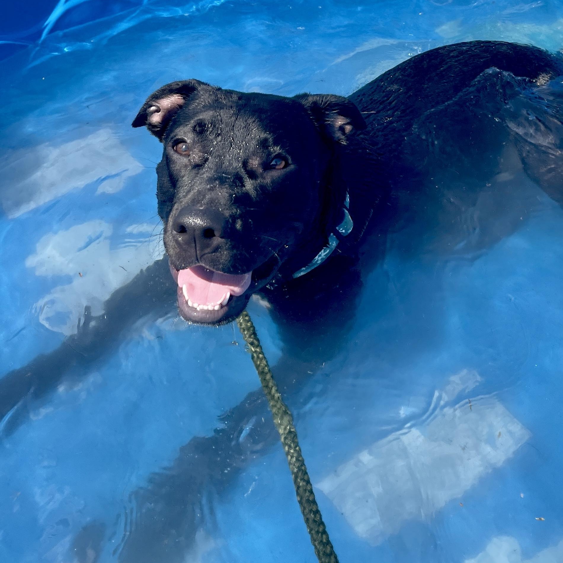 Enlarge Shadow, a Adoptable Pit Bull Terrier in Allegan, MI image 5/6