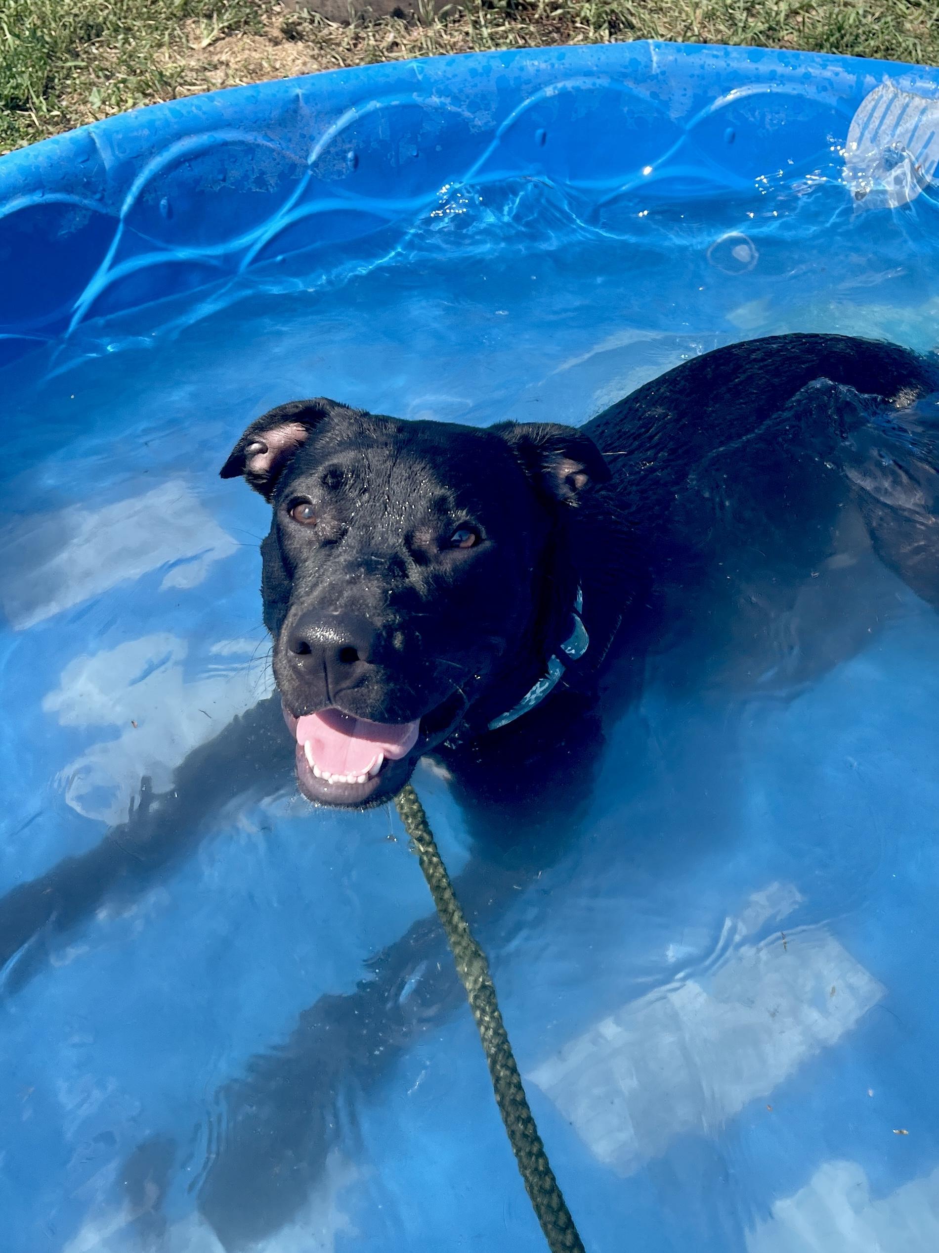 Enlarge Shadow, a Adoptable Pit Bull Terrier in Allegan, MI image 6/6