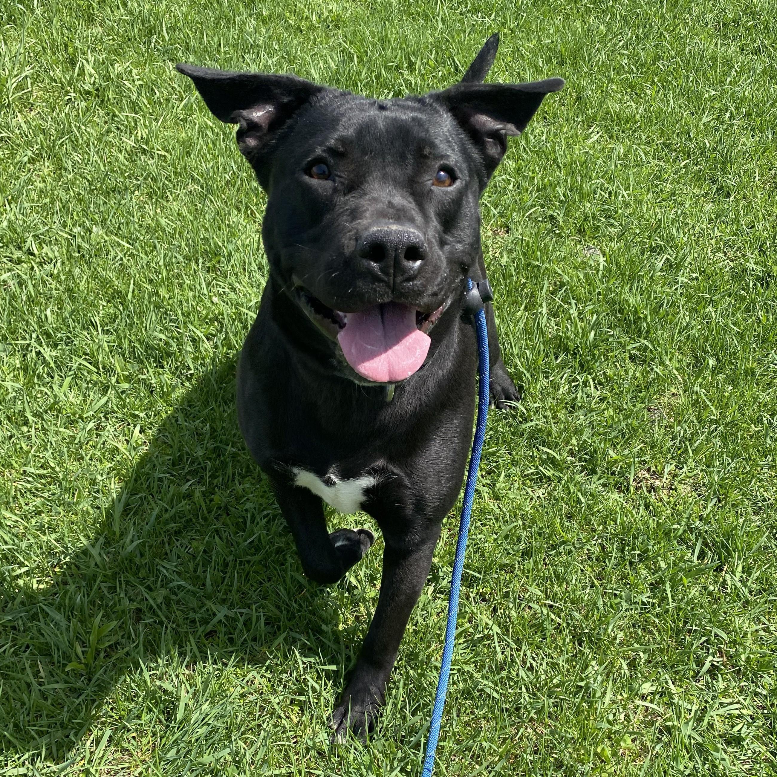 Enlarge Shadow, a Adoptable Pit Bull Terrier in Allegan, MI image 2/6