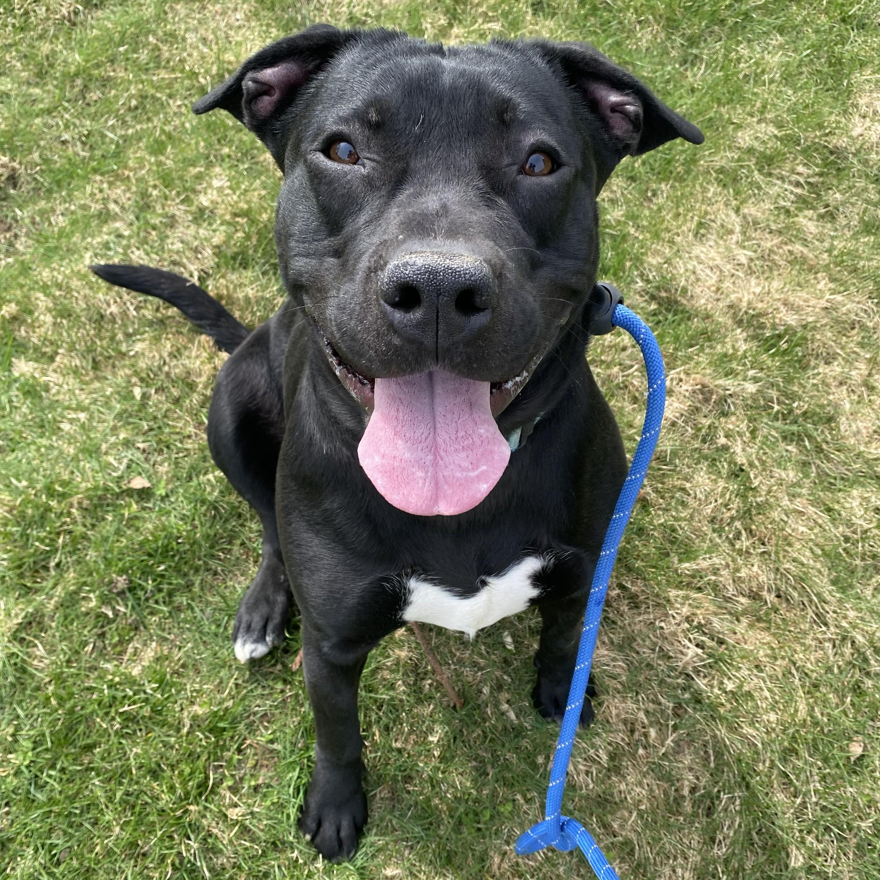 Shadow, Adoptable, Adult Male Pit Bull Terrier.