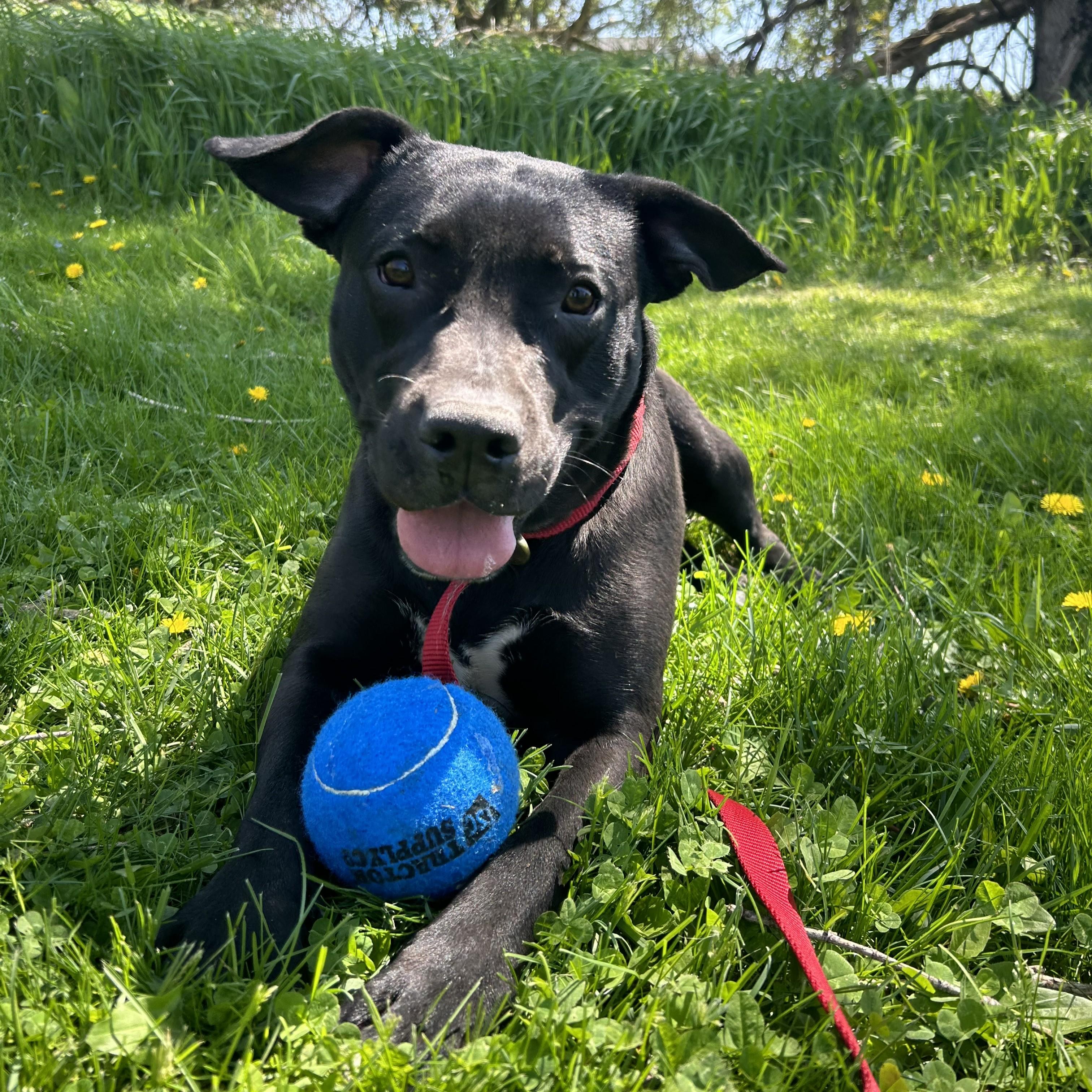 Enlarge Shadow, a Adoptable Pit Bull Terrier in Allegan, MI image 6/6