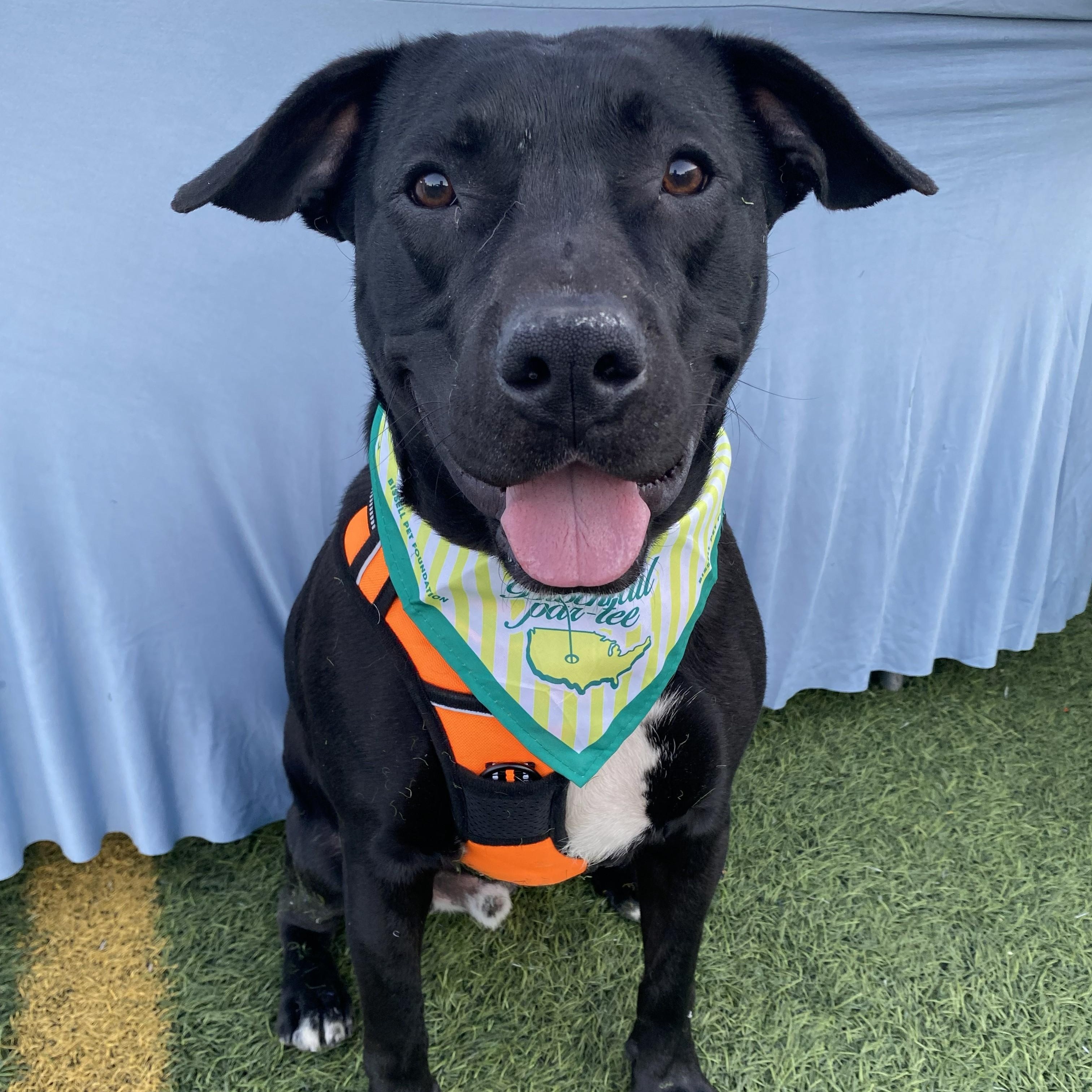 Enlarge Shadow, a Adoptable Pit Bull Terrier in Allegan, MI image 1/6