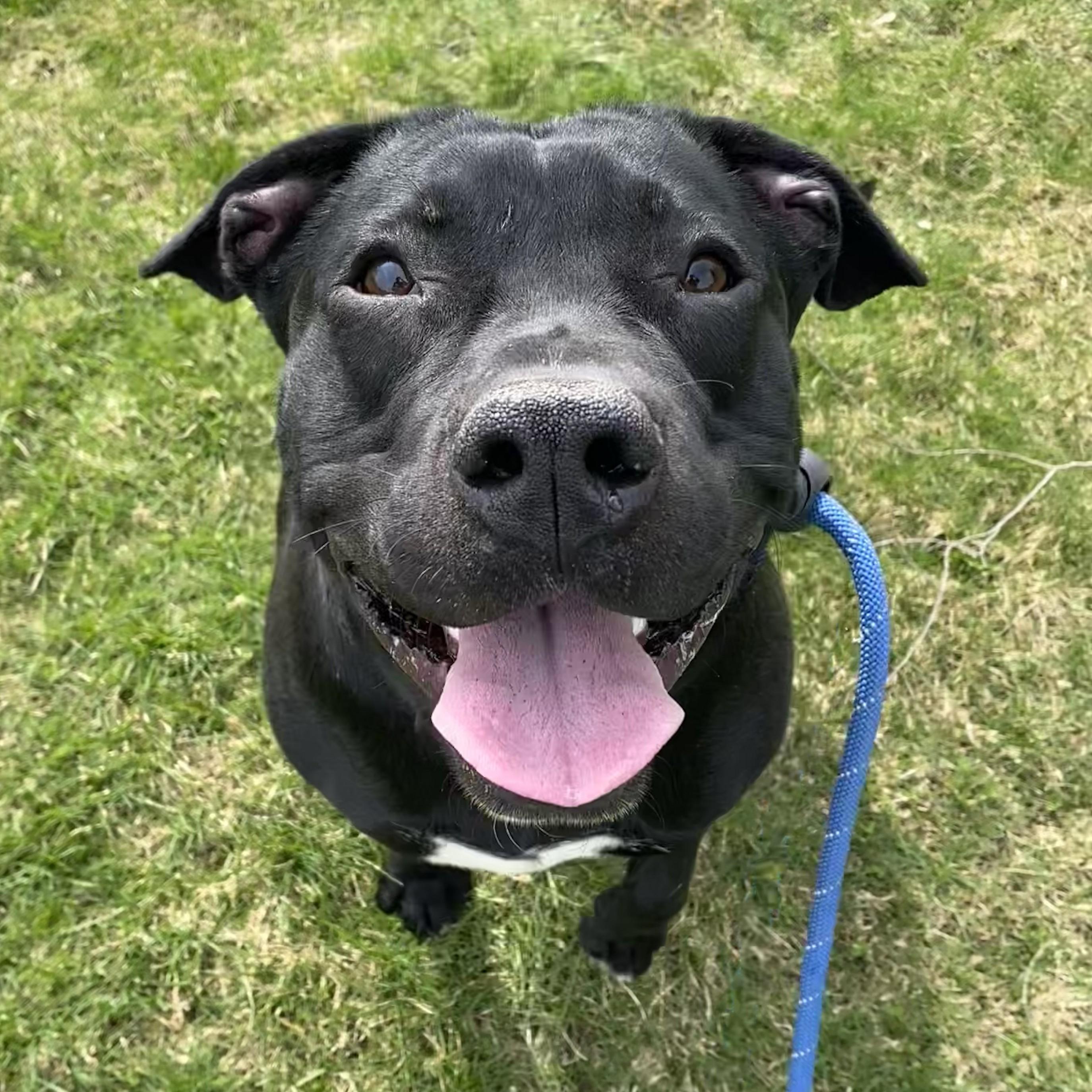 Enlarge Shadow, a Adoptable Pit Bull Terrier in Allegan, MI image 3/6