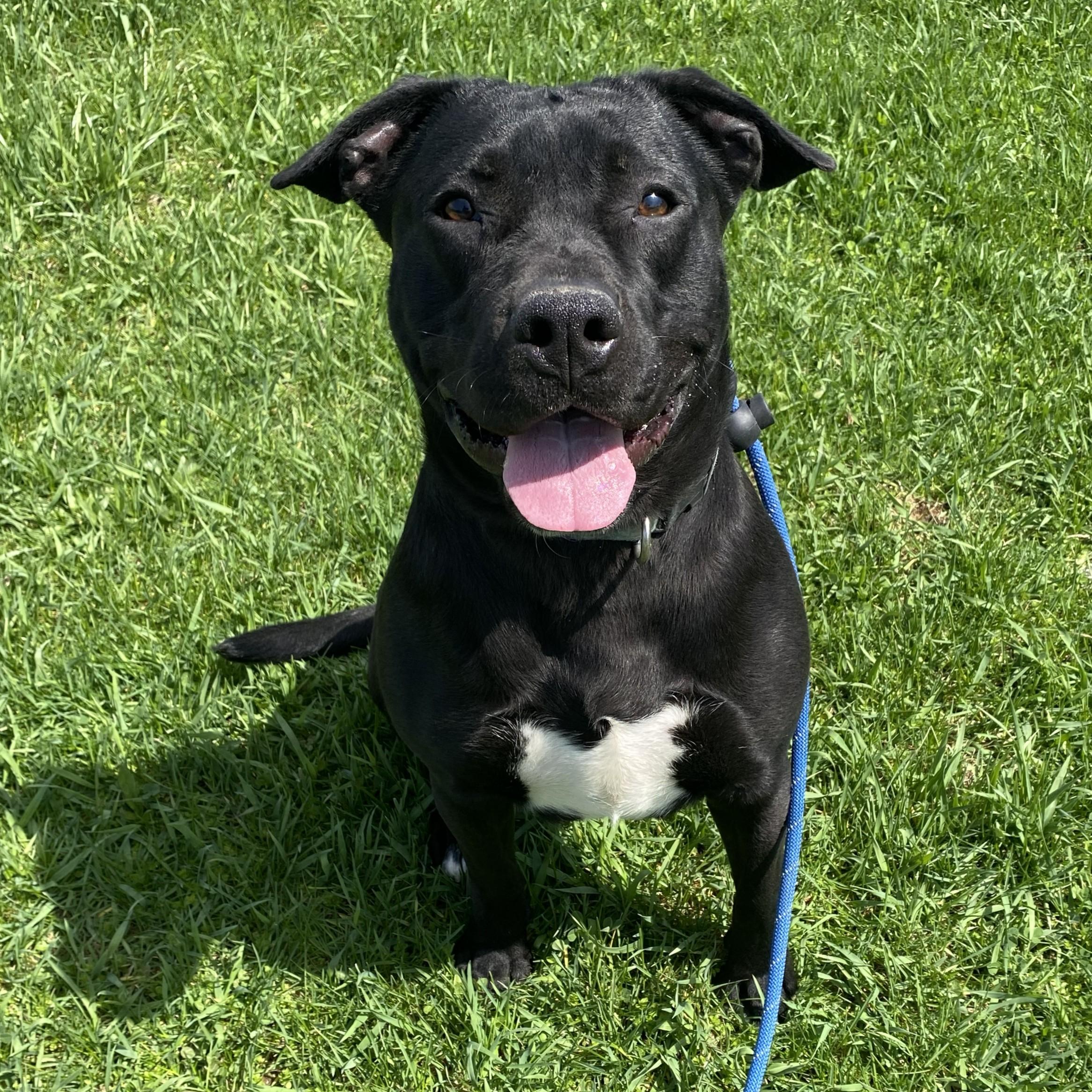 Shadow, Adoptable, Adult Male Pit Bull Terrier.