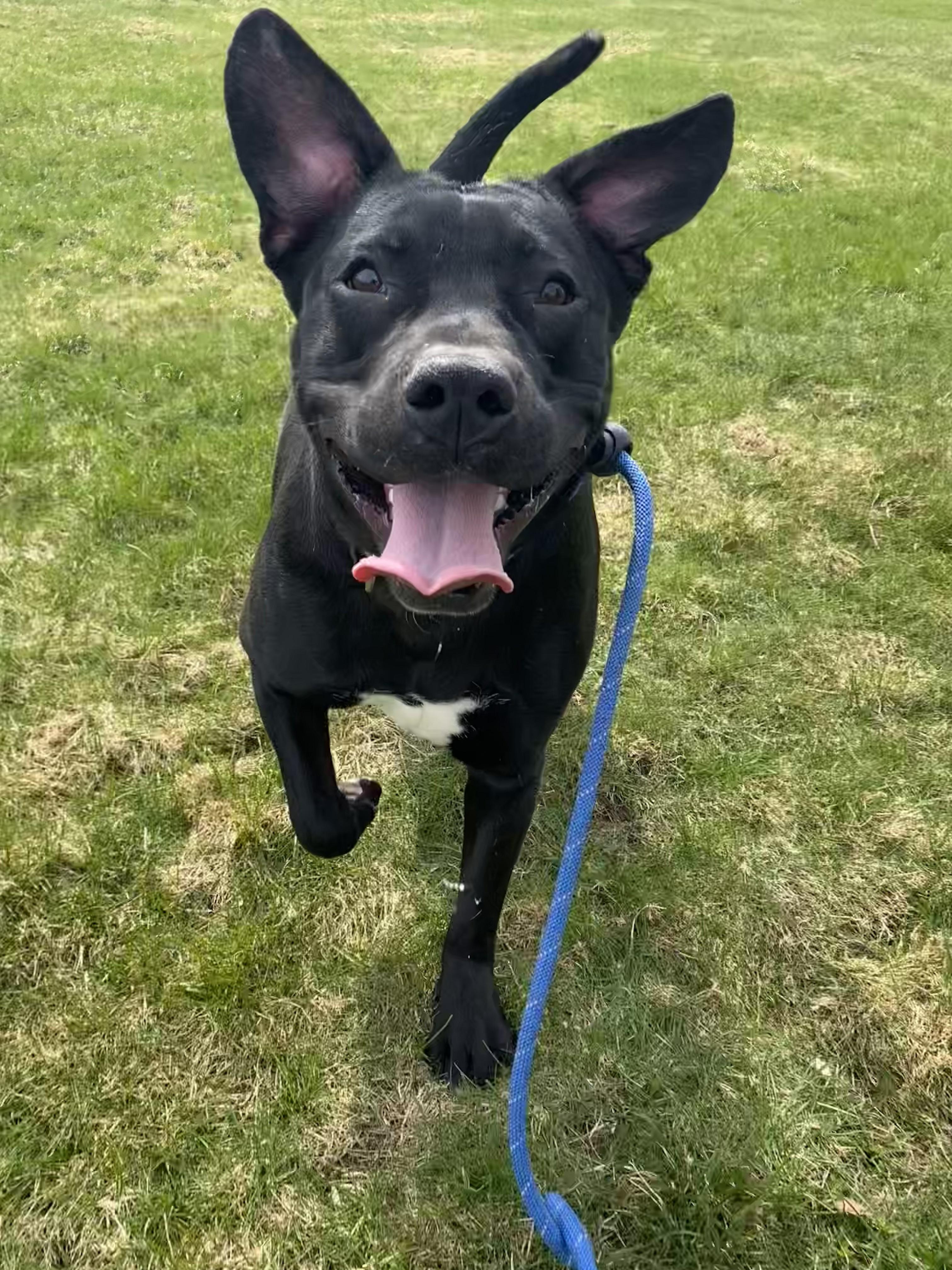 Enlarge Shadow, a Adoptable Pit Bull Terrier in Allegan, MI image 5/6