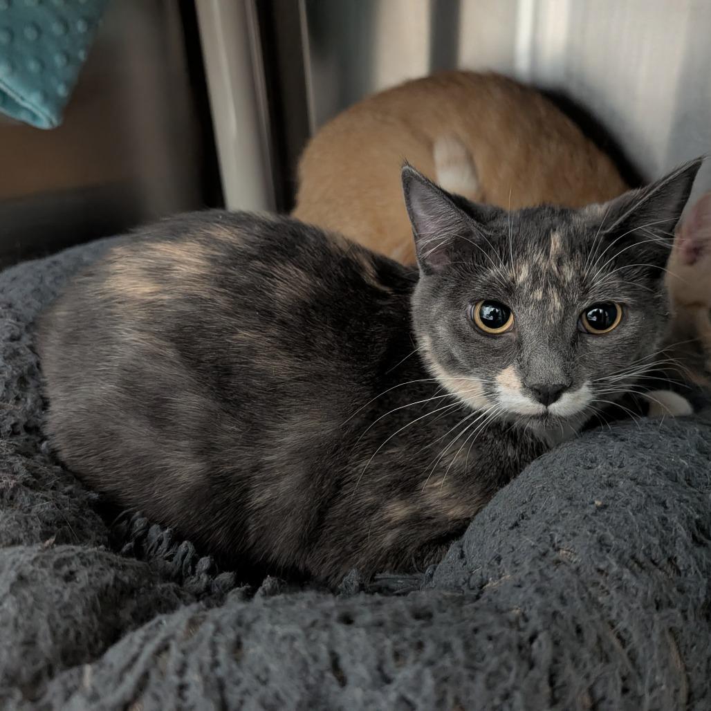 Oceania, Adoptable, Young Female Domestic Short Hair.