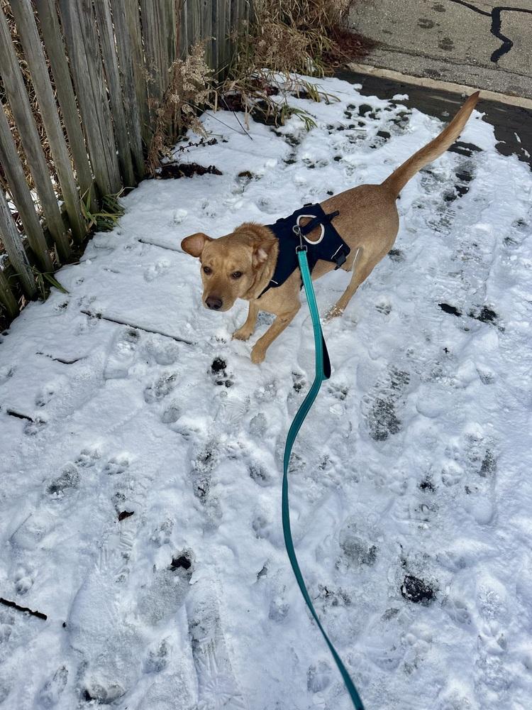 Enlarge Buddy Oak, a Adoptable mixed breed in Waunakee, WI image 1/6