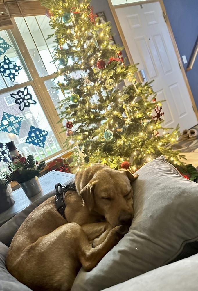 Buddy Oak, Adoptable, Adult Male Labrador Retriever.