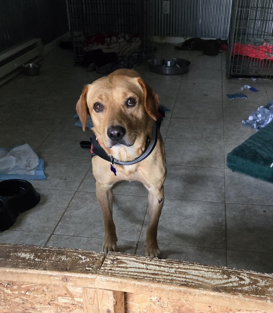 Enlarge Buddy Oak, a Adoptable mixed breed in Waunakee, WI image 2/6