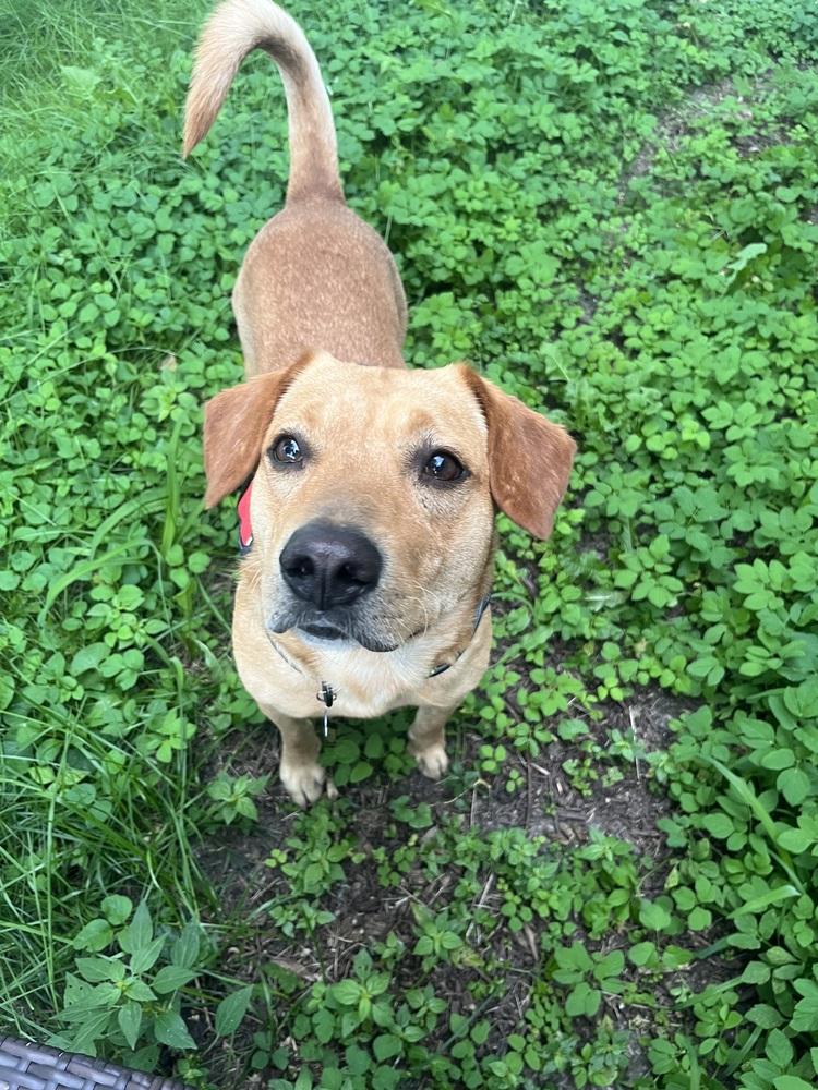 Enlarge Buddy Oak, a Adoptable mixed breed in Waunakee, WI image 3/6