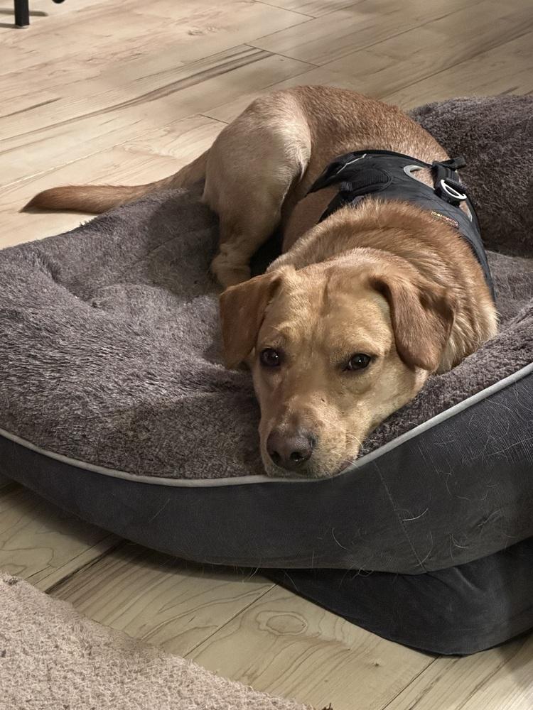 Enlarge Buddy Oak, a Adoptable mixed breed in Waunakee, WI image 4/6