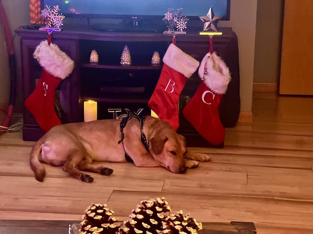 Enlarge Buddy Oak, a Adoptable mixed breed in Waunakee, WI image 5/6